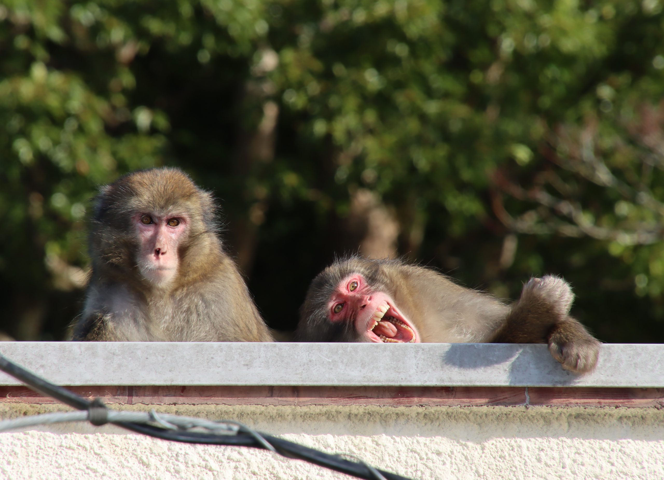 サル群れが 悪行 中 憤慨する住民 捕獲を 農家守って 市 地域で柵徹底を 丹波新聞