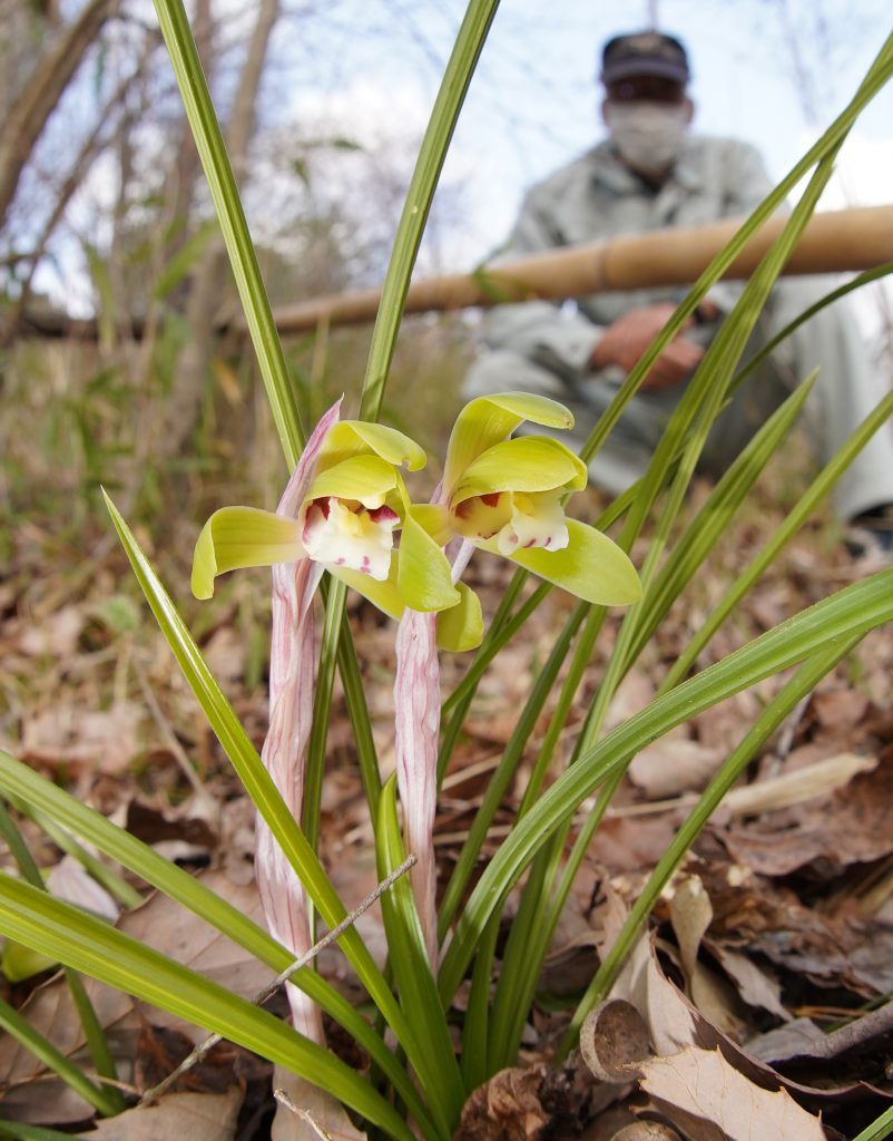 春ラン漫 里山でシュンランが開花 気持ちが ほっ 丹波新聞