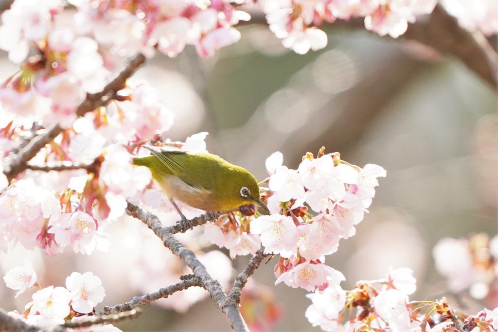 待ちわびた春味 3月日は 春分の日 寒桜に野鳥群がる 丹波新聞