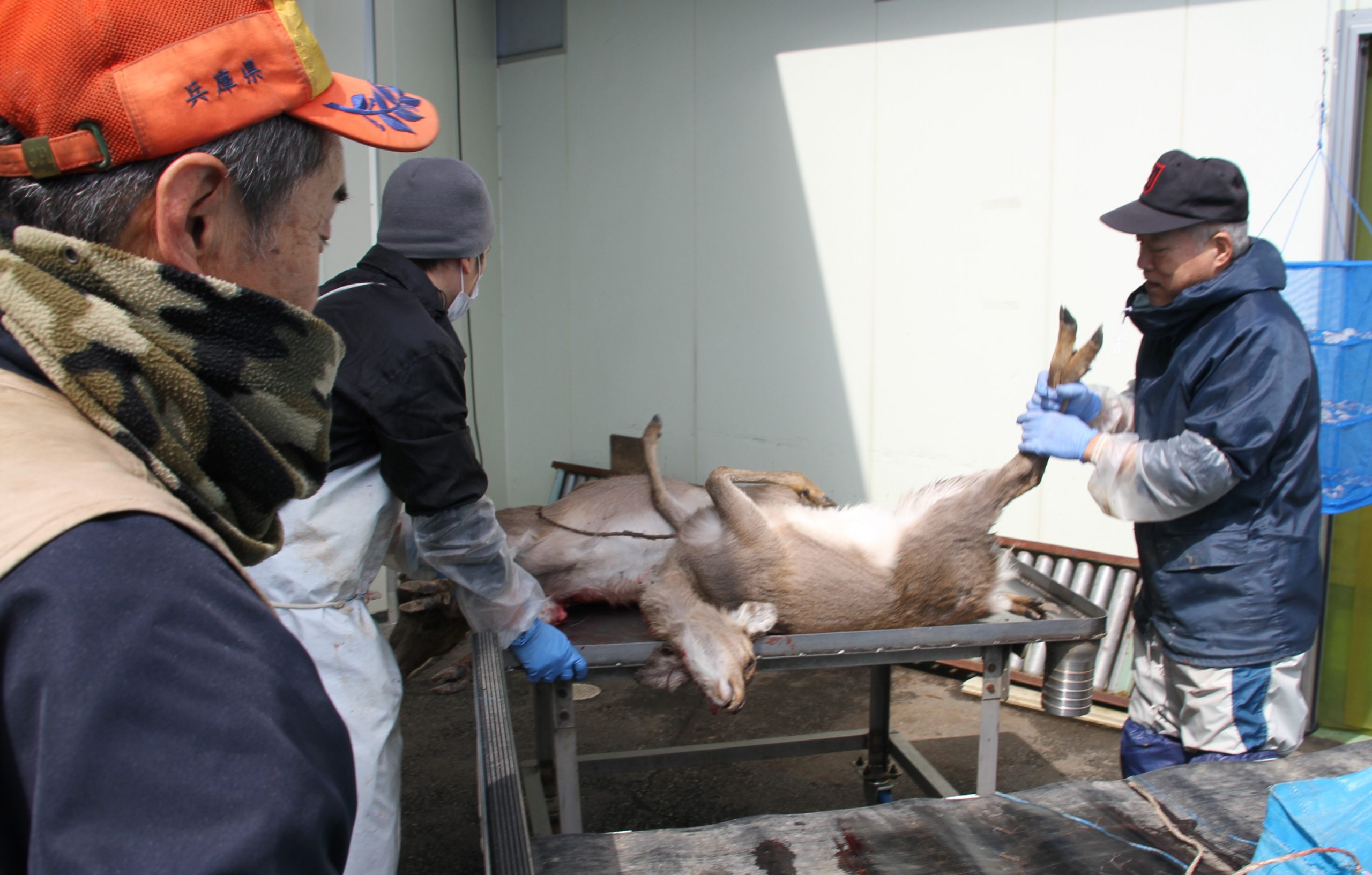 搬入増もかさむ処分費 シカ肉処理施設の現場 貢献大 も経営の壁直面 持ち出し続く事態に 上 丹波新聞