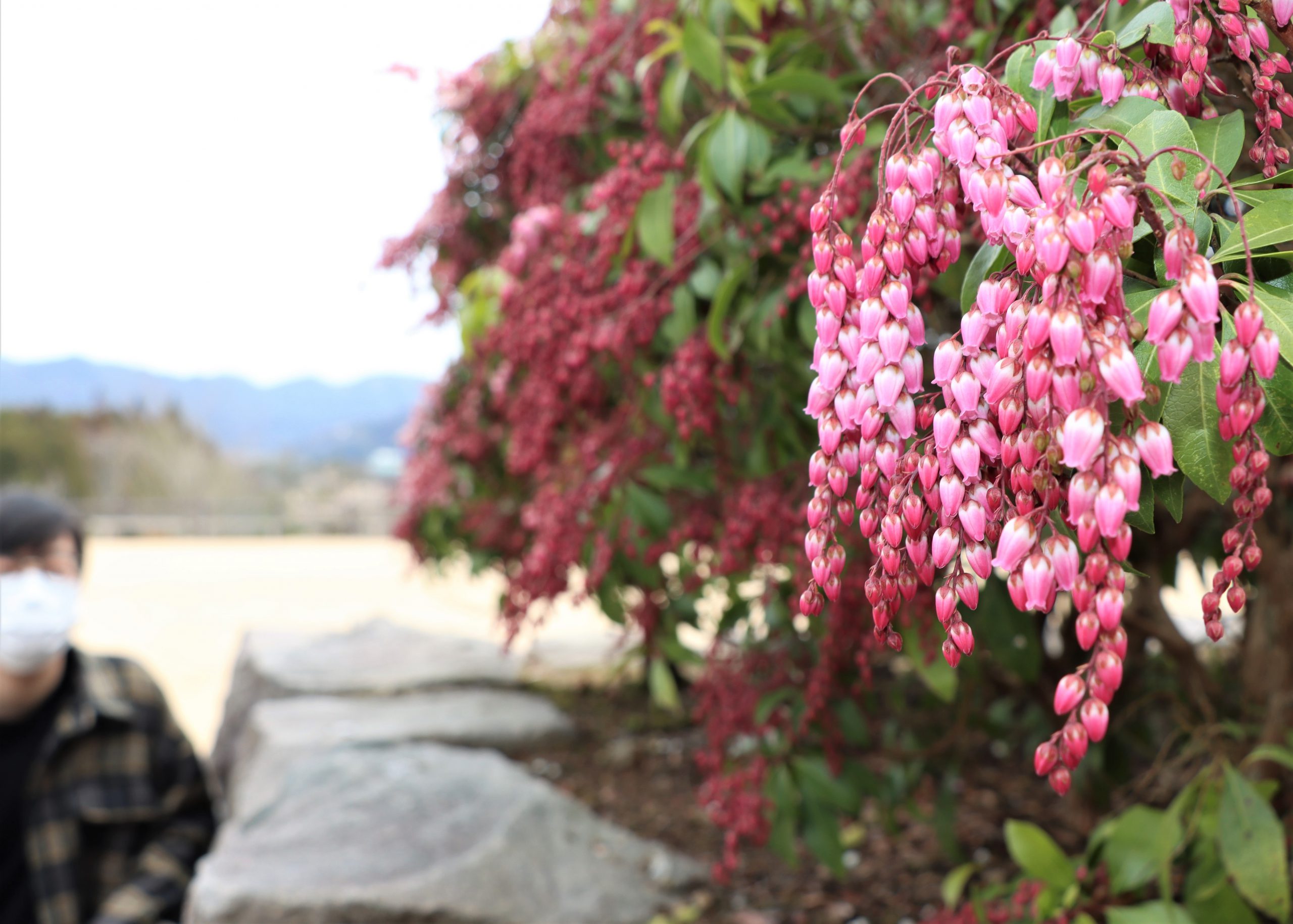 春告げる釣鐘 色鮮やかに アセビ 開花 思わずほっこり 丹波新聞