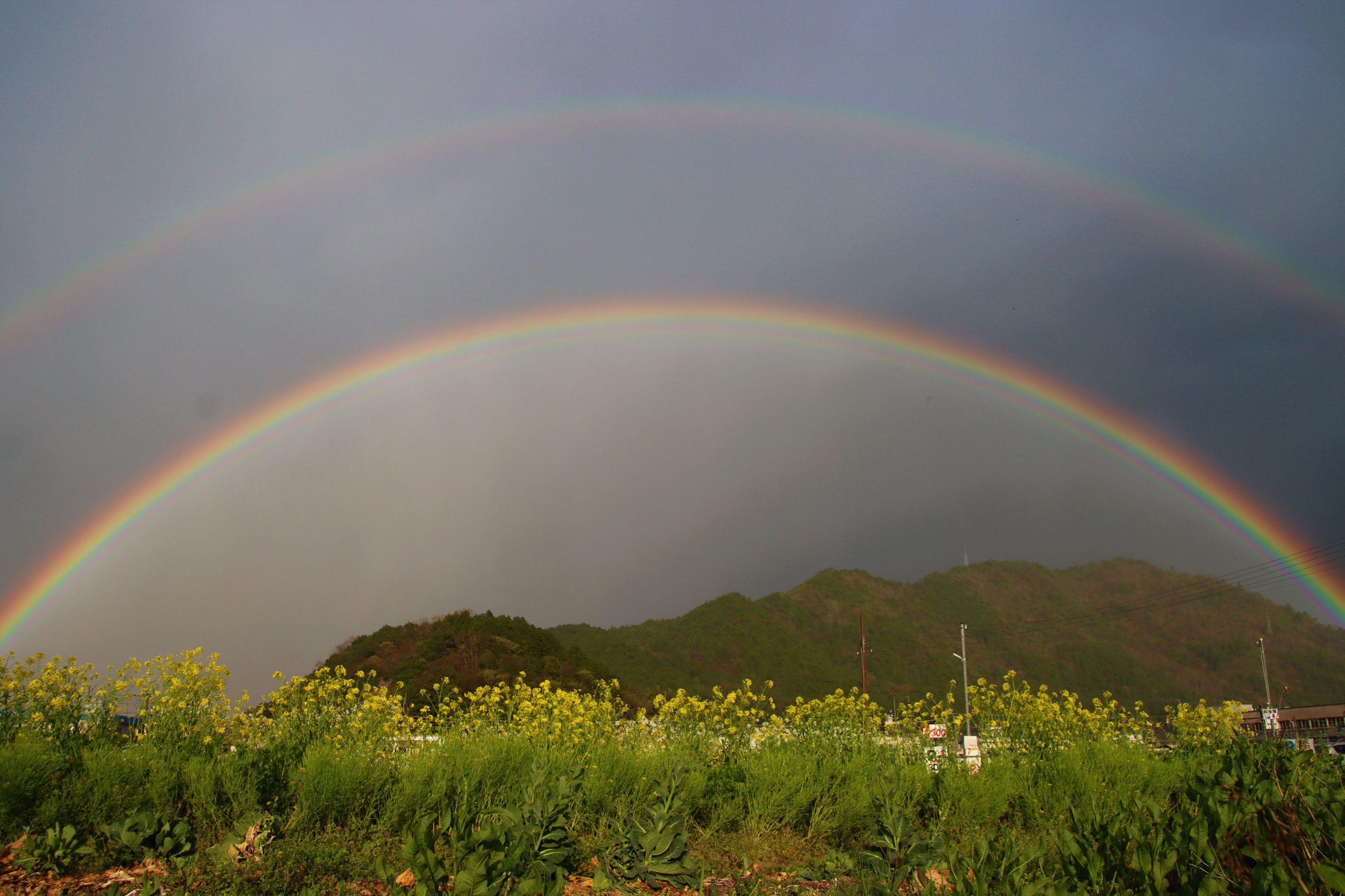 幸せの共演 ダブルレインボーと菜の花 雨上がりにわずか7分の 奇跡 丹波新聞