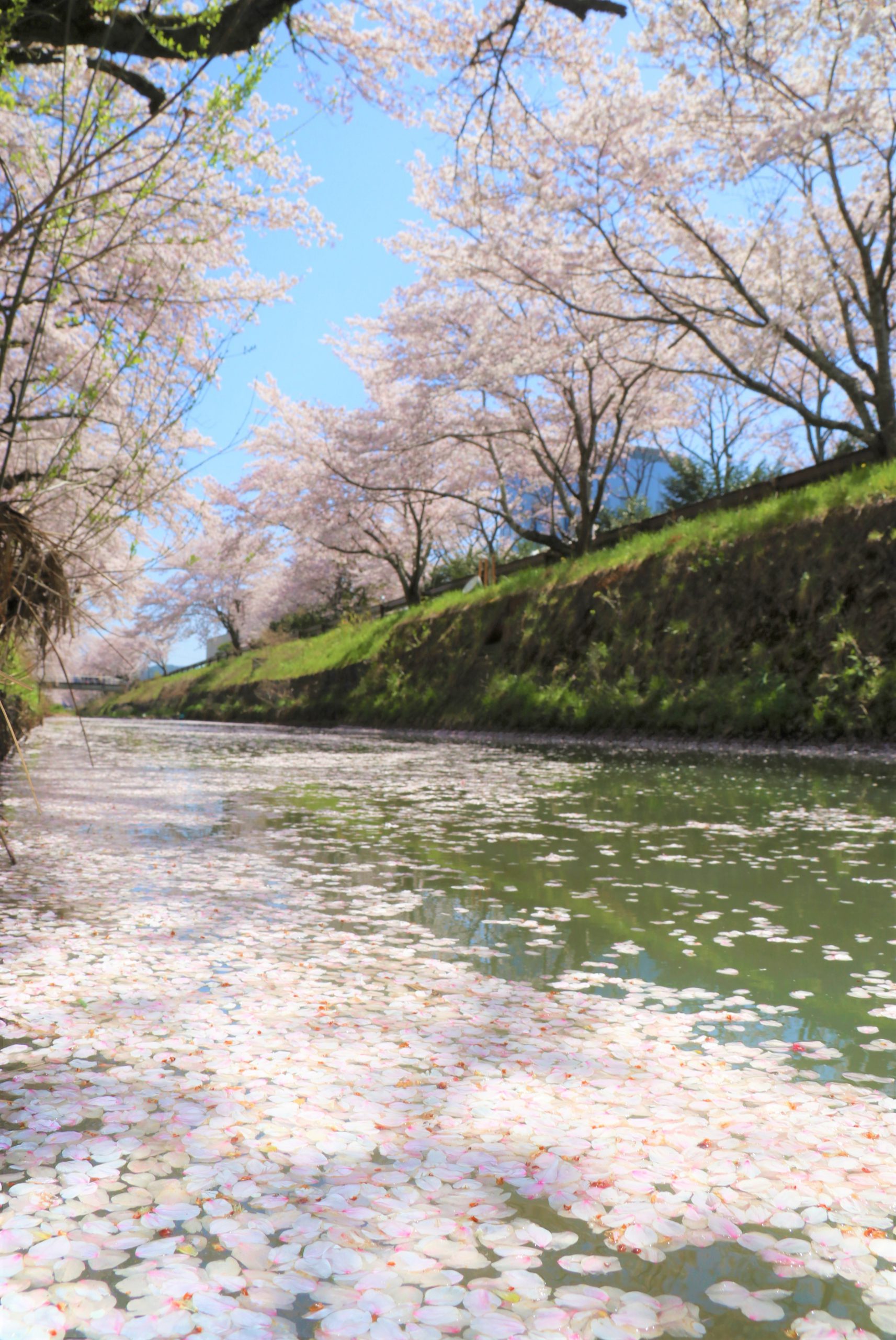 ちょっと切ない 川面染める花びら 桜満開も 今年は見納め 丹波新聞