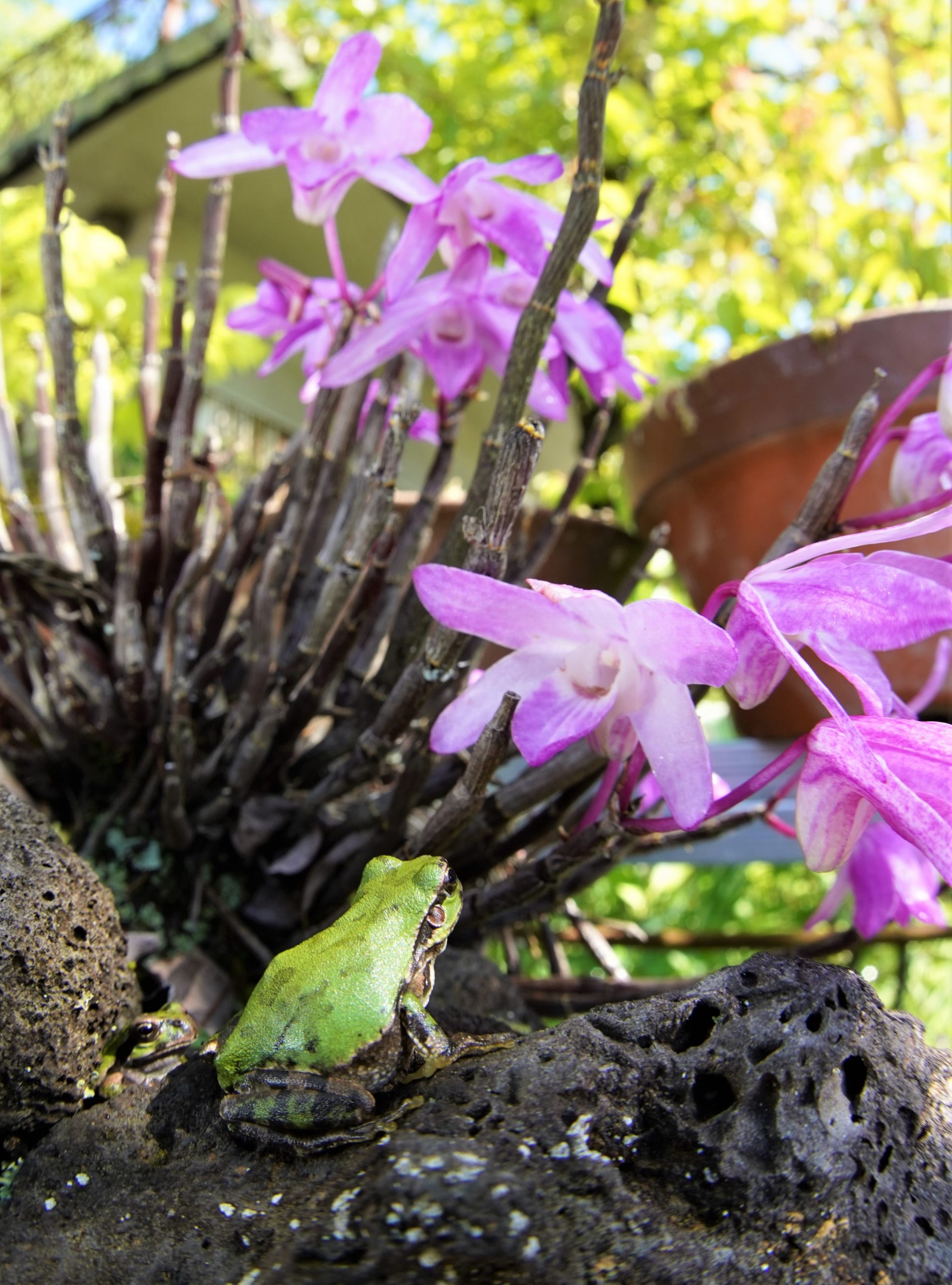 カエルもうっとり ラン科の セッコク が開花 丹波新聞