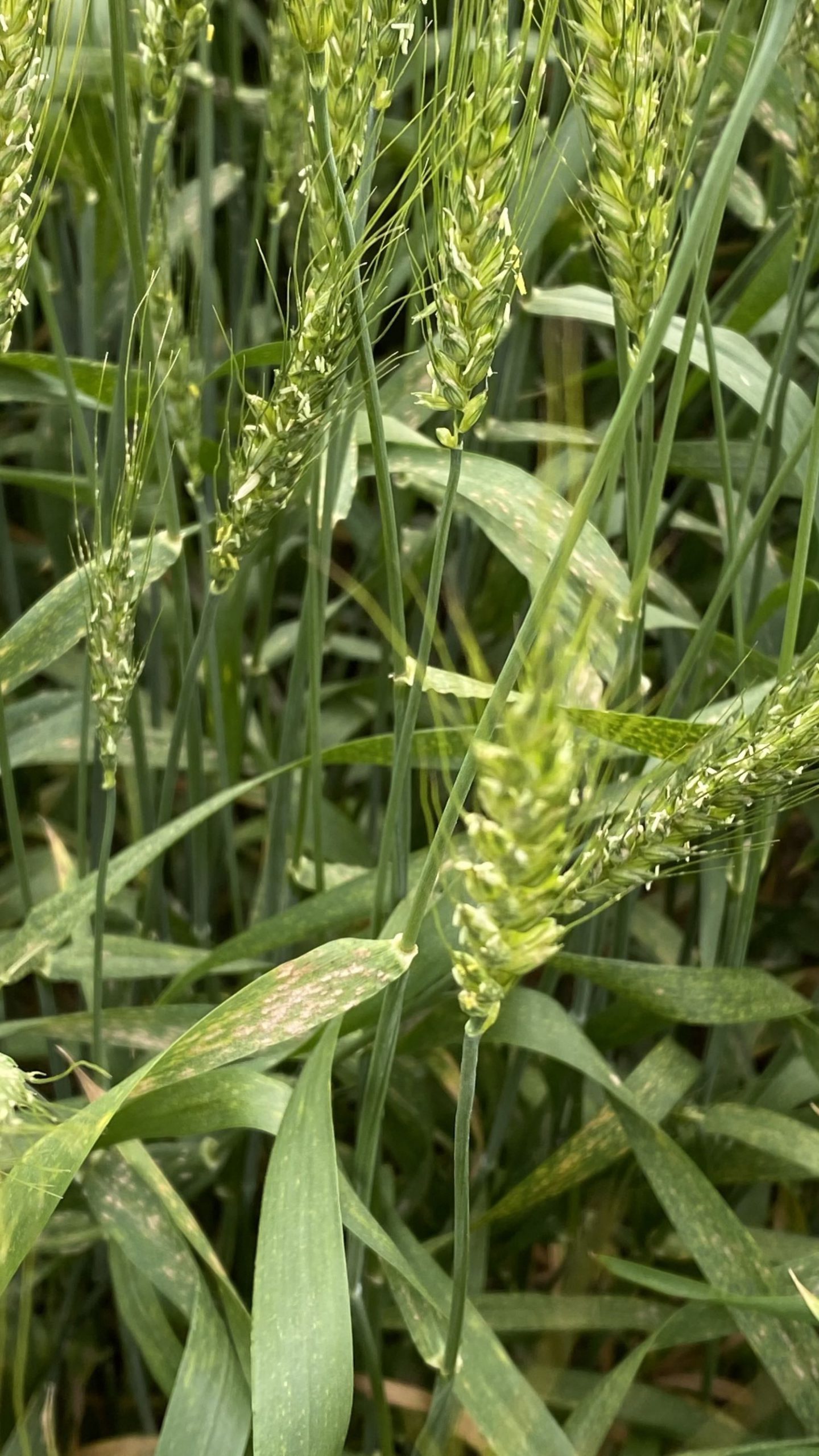 品質 収量低下の 注意報 コムギうどんこ病 兵庫県で26年ぶり発生確認 丹波新聞