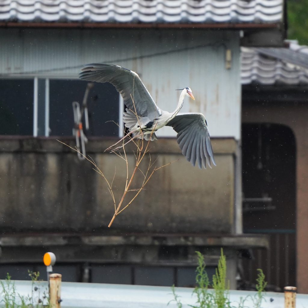 あぁ忙しい サギが繁殖行動にいそしむ 迷惑がられながらも集団営巣 丹波新聞