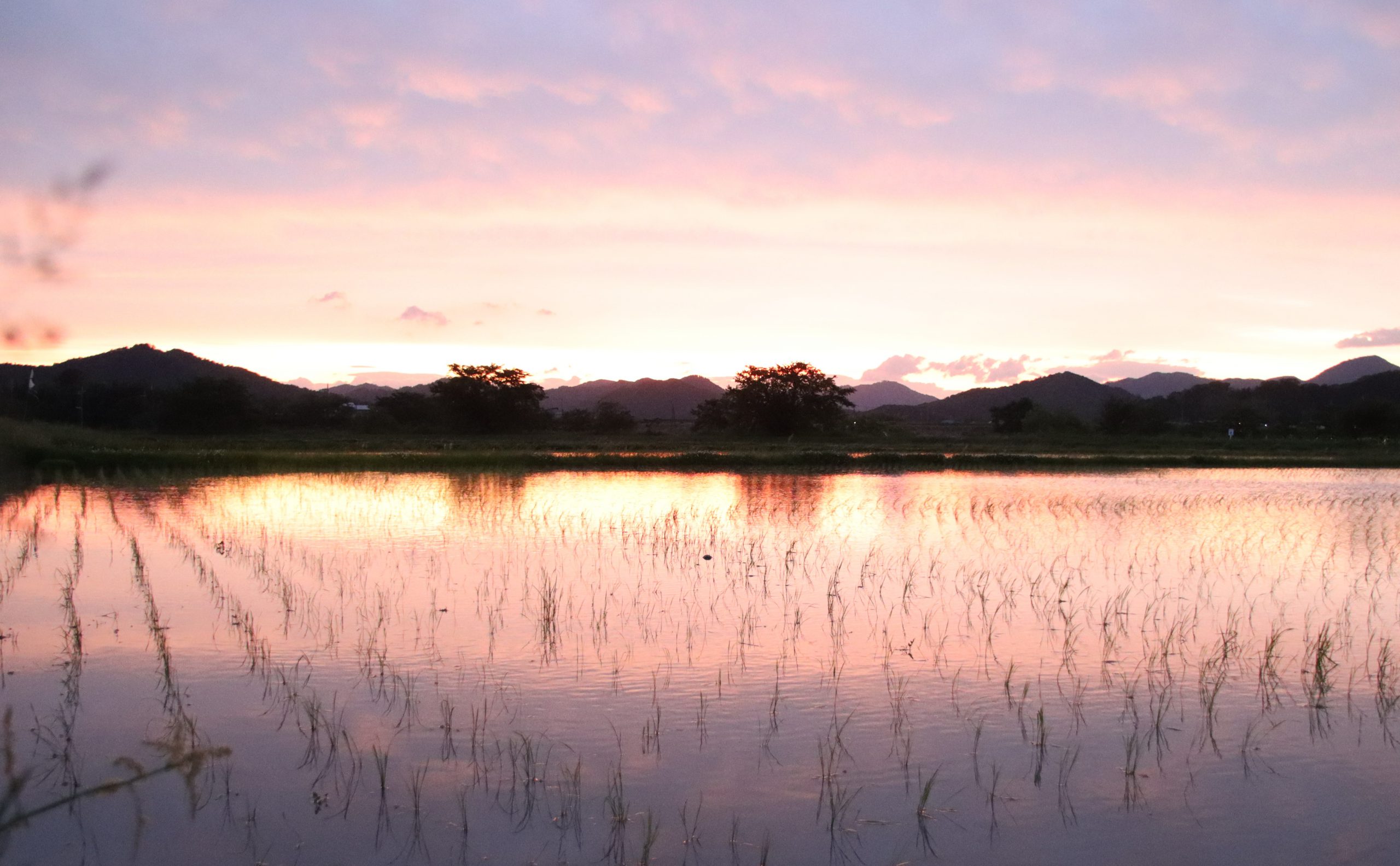 心がほっと 激しい雨の後に 農村を夕焼け染める 丹波新聞