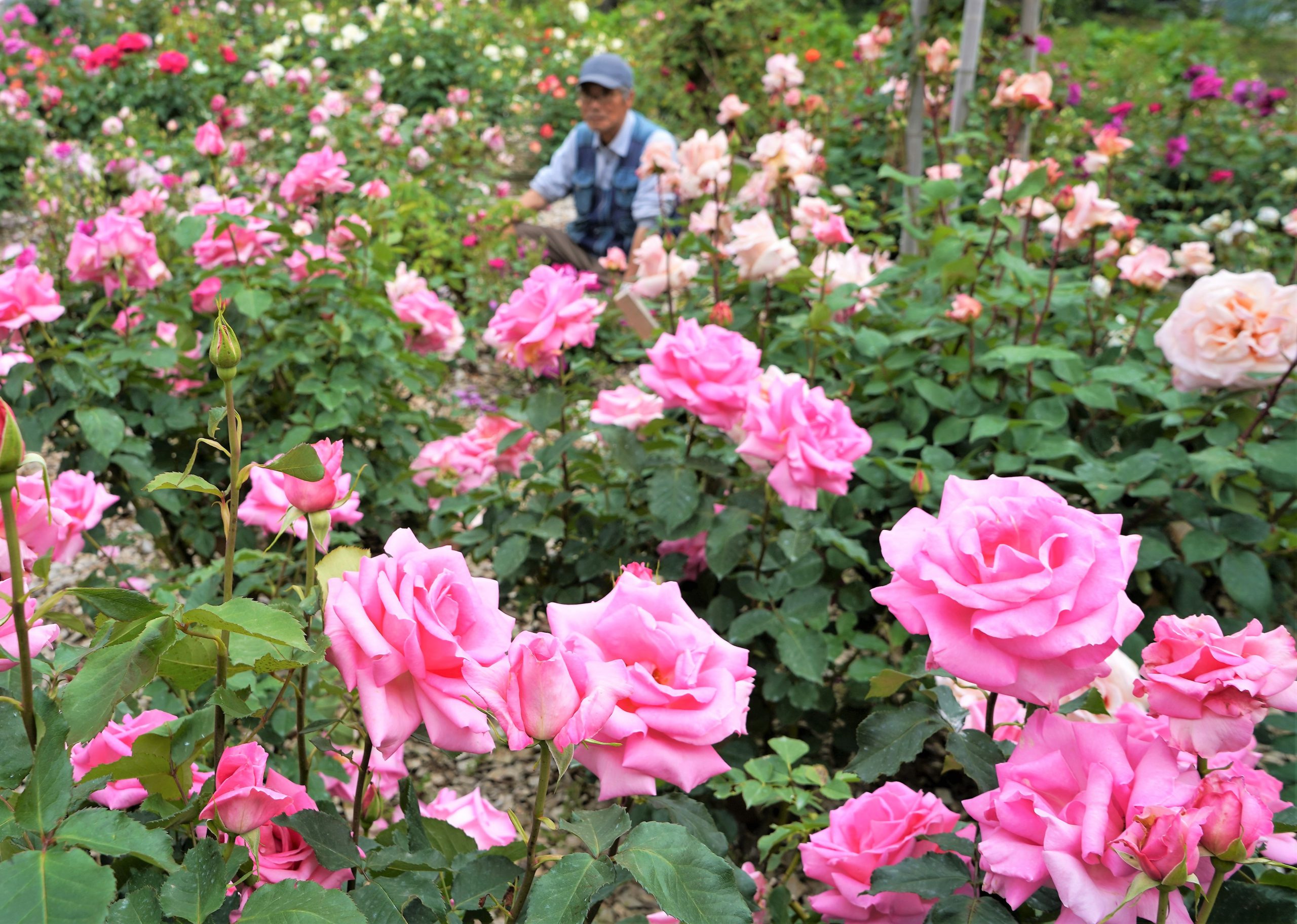 心安らぐ美しさ きれいやねぇ 旧町花のバラを40種1000本栽培 わずかでも癒やしを 丹波新聞