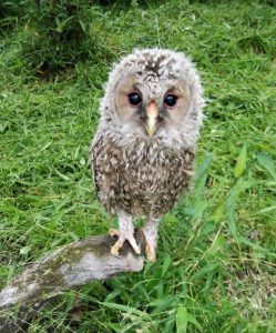 お邪魔します 赤ちゃんフクロウが民家に出没 もふもふの姿 見とれた 丹波新聞