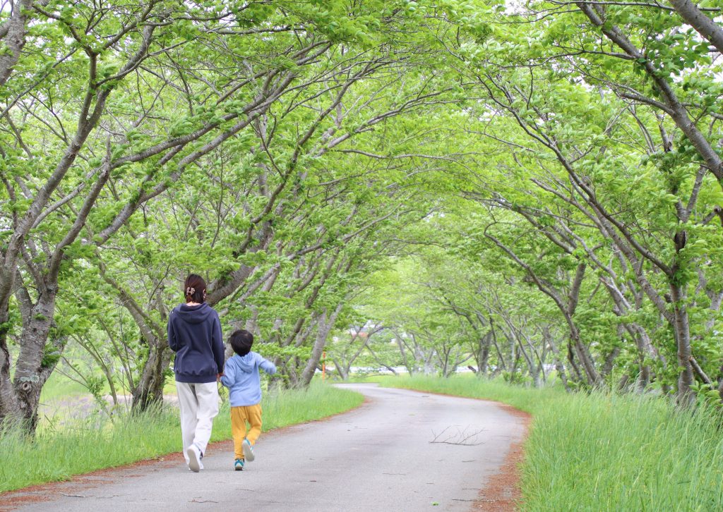 緑もいいね 桜並木が 新緑のトンネル 迫力劣るけれど 丹波新聞