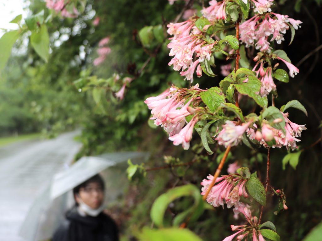 桃色の里山 落葉低木「タニウツギ」が見ごろ 「田植え花」とも | 丹波新聞