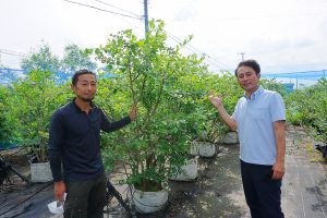 コロナ禍で摘み取り中止 鉢ごとレンタルします ブルーベリー受け入れ先募集 逆転発想 笑顔で乗り切りたい 丹波新聞