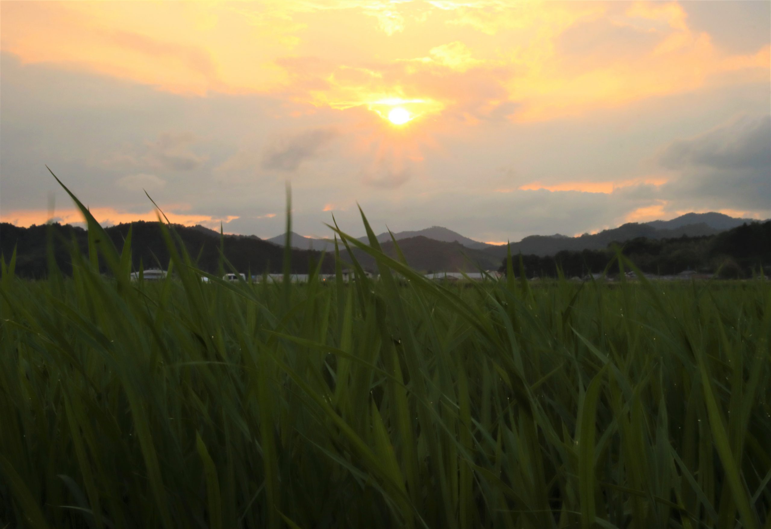 育ちゆく稲に 夕日でほんのりオレンジ色 26日以降は天気下り坂 丹波新聞