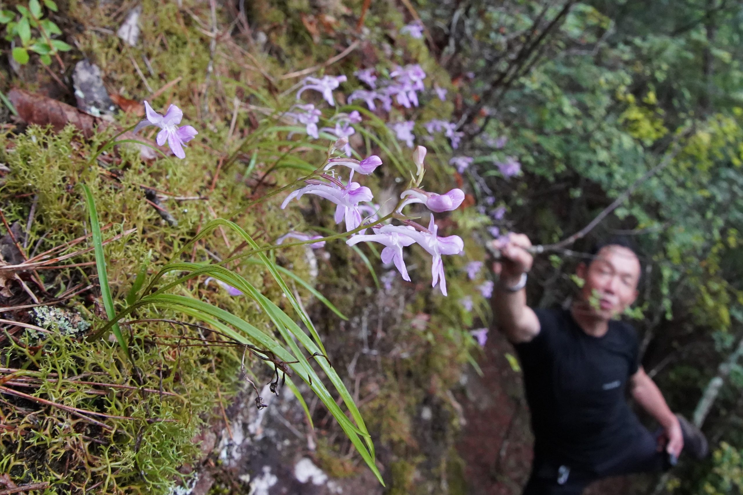 ウチョウラン」85年ぶり確認 男性がトレーニング中に発見 「最初は