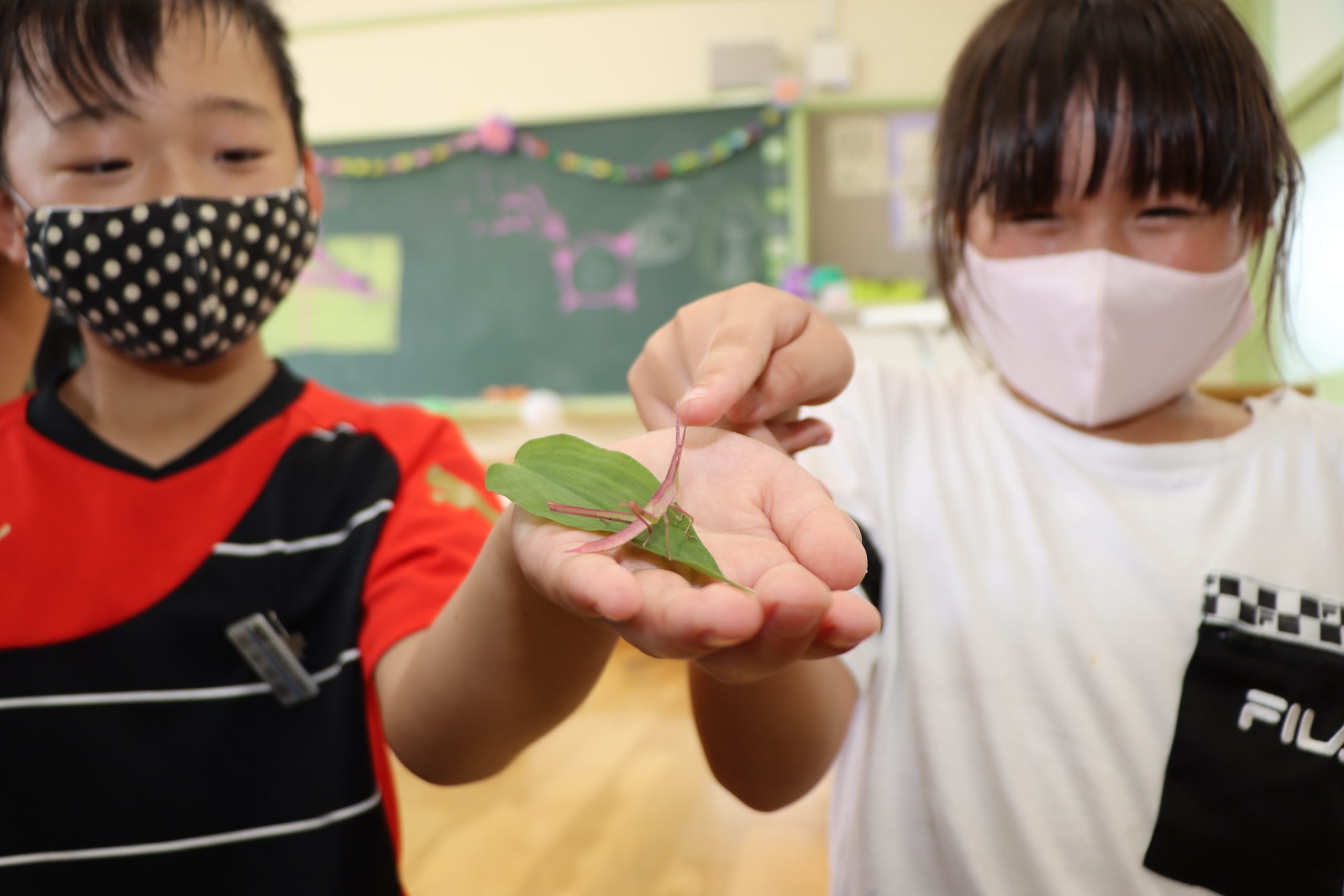 その名も ピンキー ピンク色のバッタ 児童が発見 小学校で飼育中 良いことある 丹波新聞