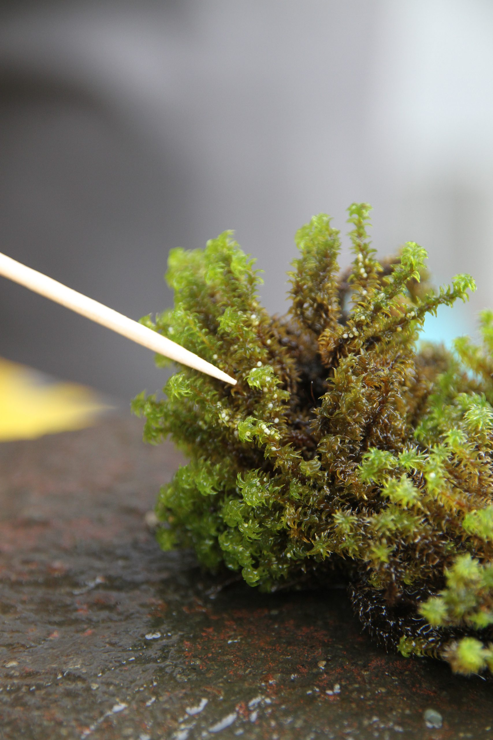 まるでタラコ ゲンジボタルが産卵 クリーム色の小さな粒無数に 丹波新聞