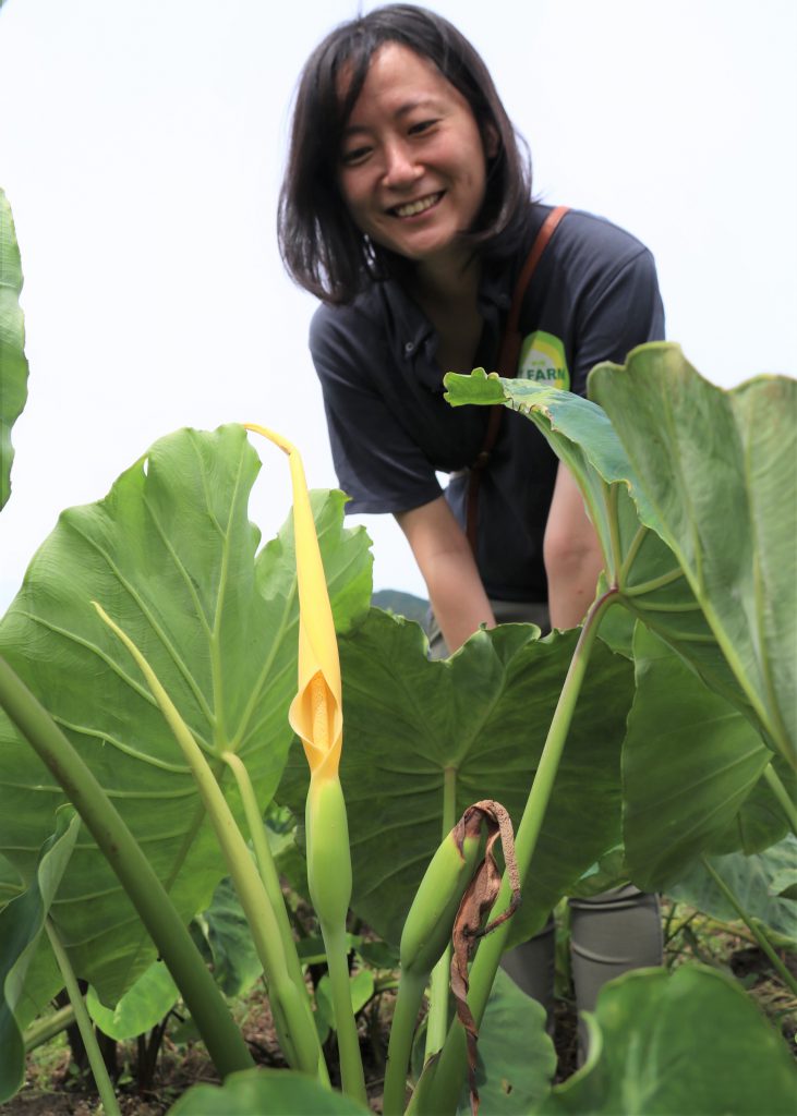 花言葉は 繁栄 サトイモが開花 びっくり 国内では珍現象 丹波新聞