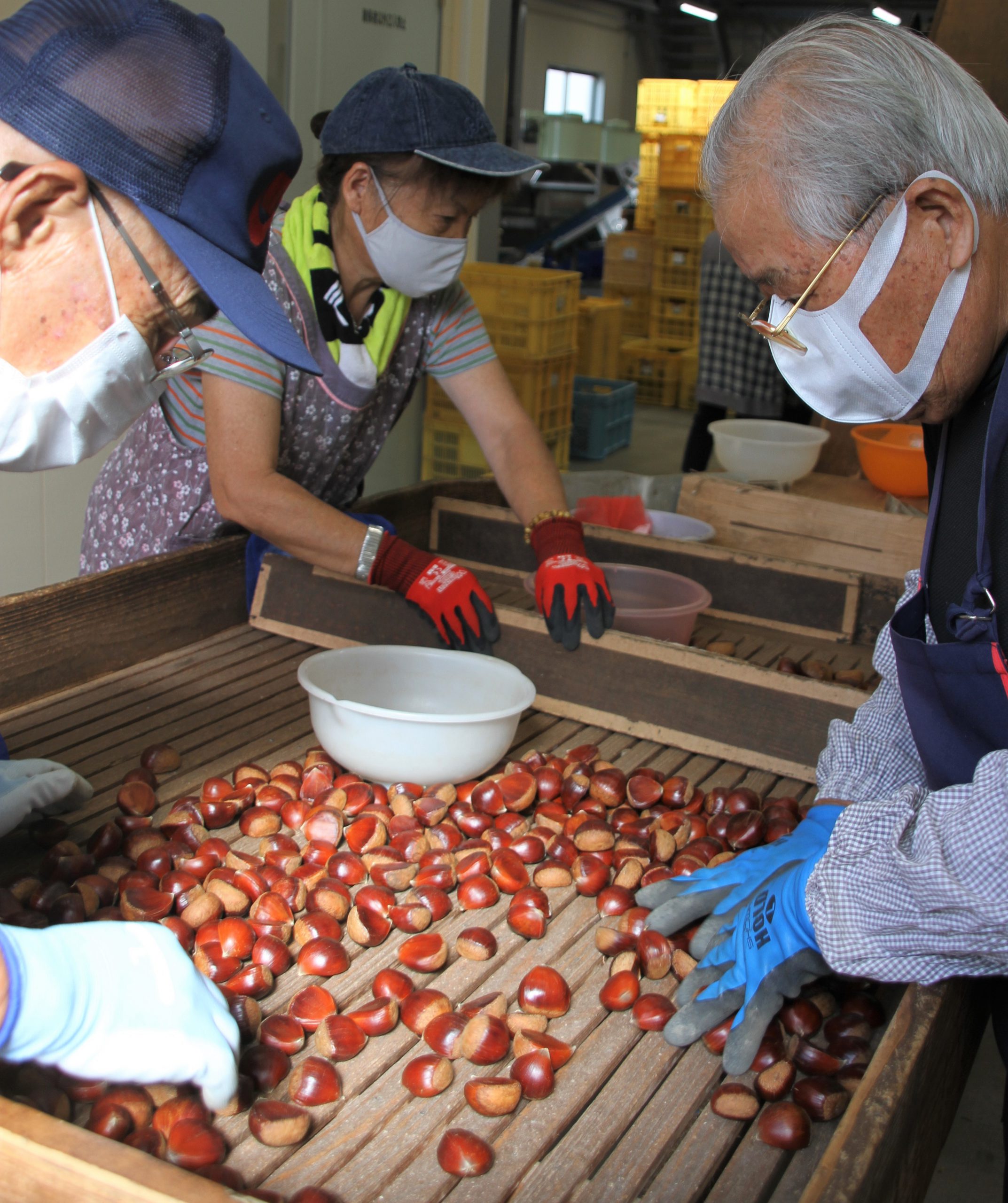 大きい”秋” 高級「丹波栗」集荷始まる 大粒は贈答用で全国へ - 丹波新聞