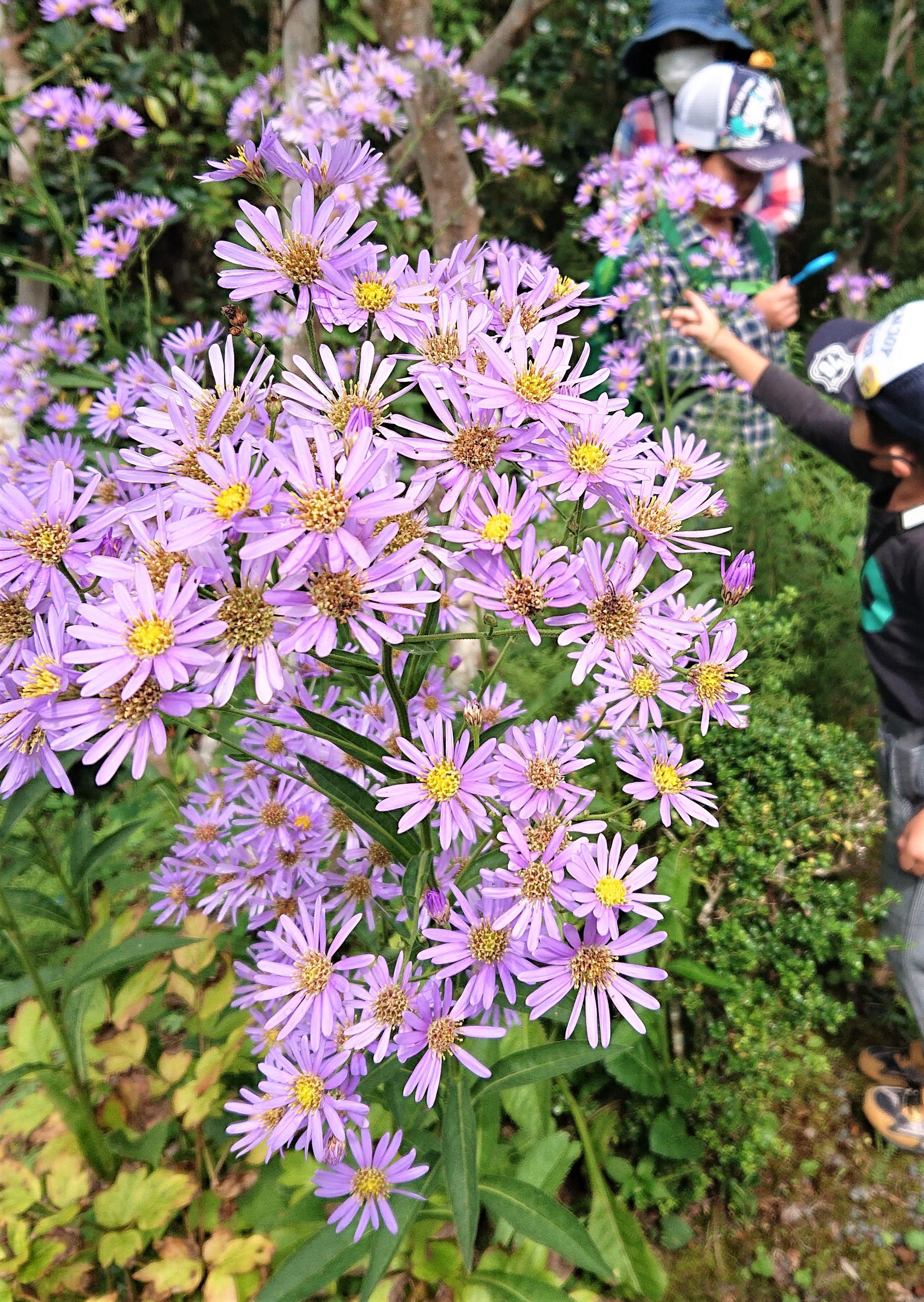秋の花束 紫苑 が開花 花言葉は 君を忘れない 丹波新聞