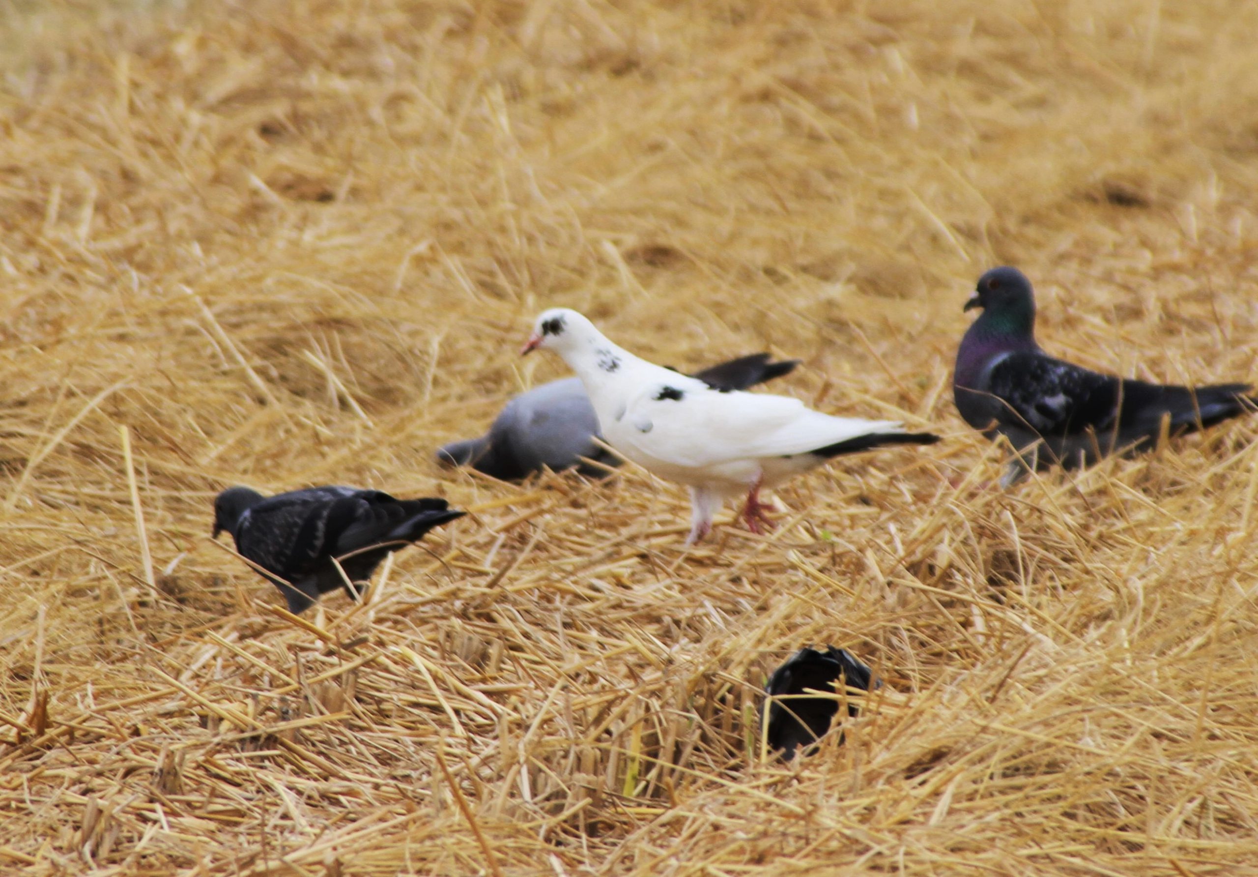 群れに白いハト 仲間と田んぼで食事 色素少ない個体か 兵庫 丹波市 丹波新聞