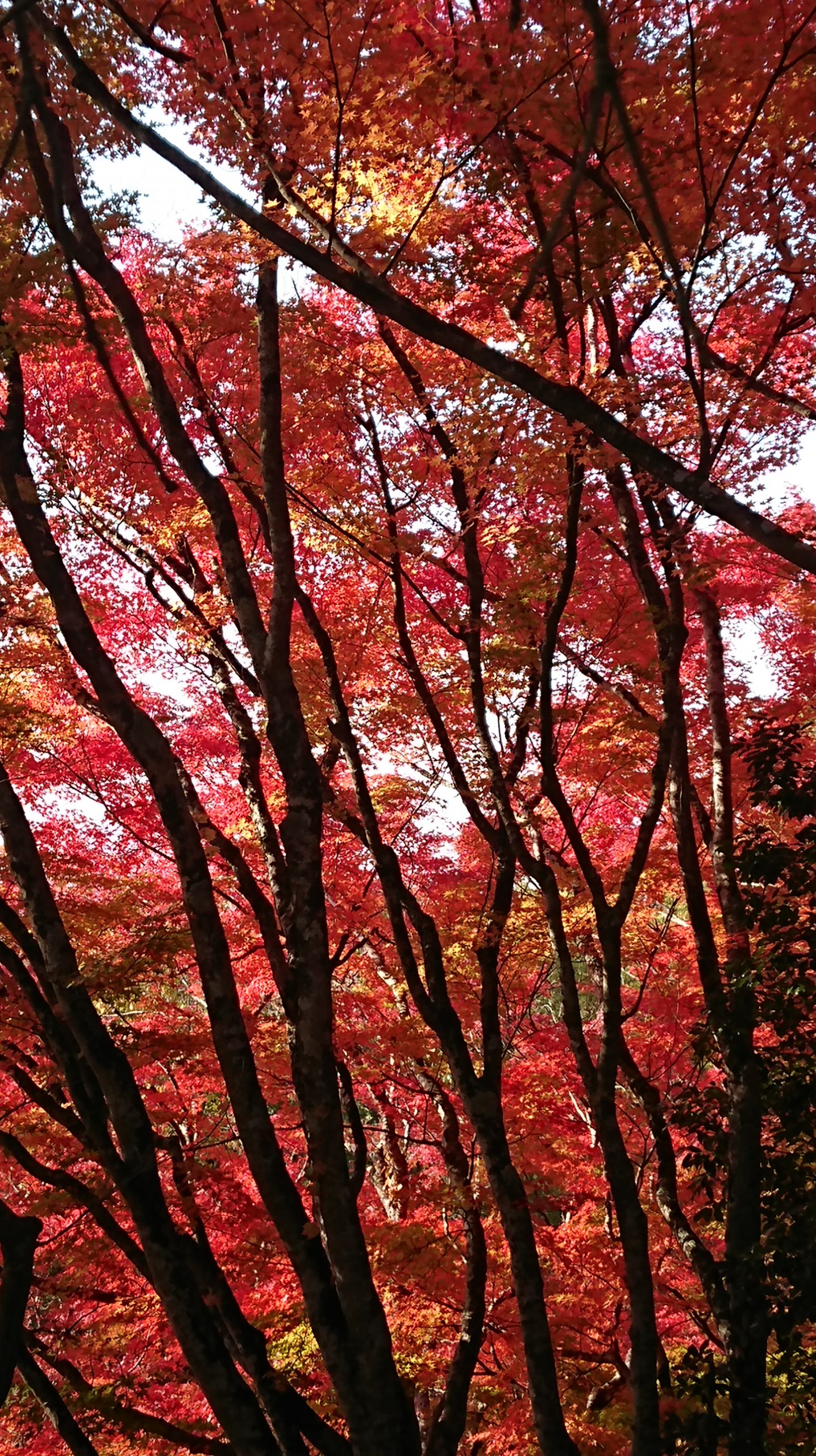 私の好きな紅葉 黄葉 圧倒される王地山公園でんか山 丹波新聞