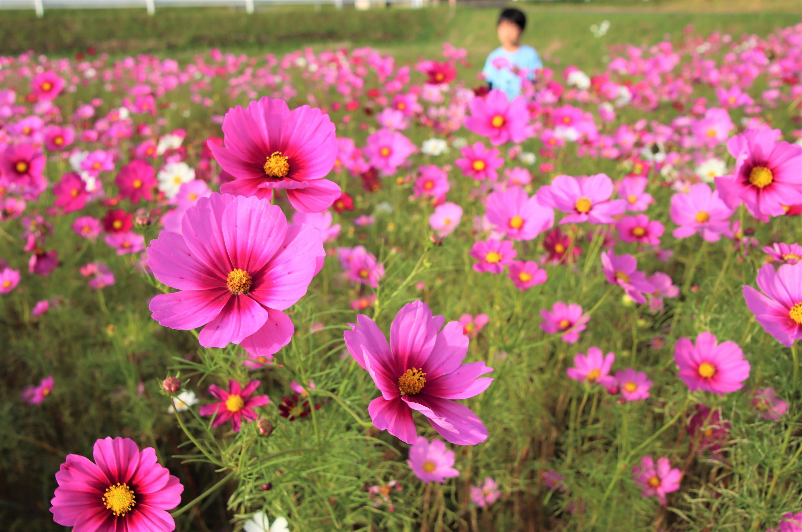 まだ秋だよ 満開のコスモス風に揺れ 田んぼ一面に 花の海 も 丹波新聞