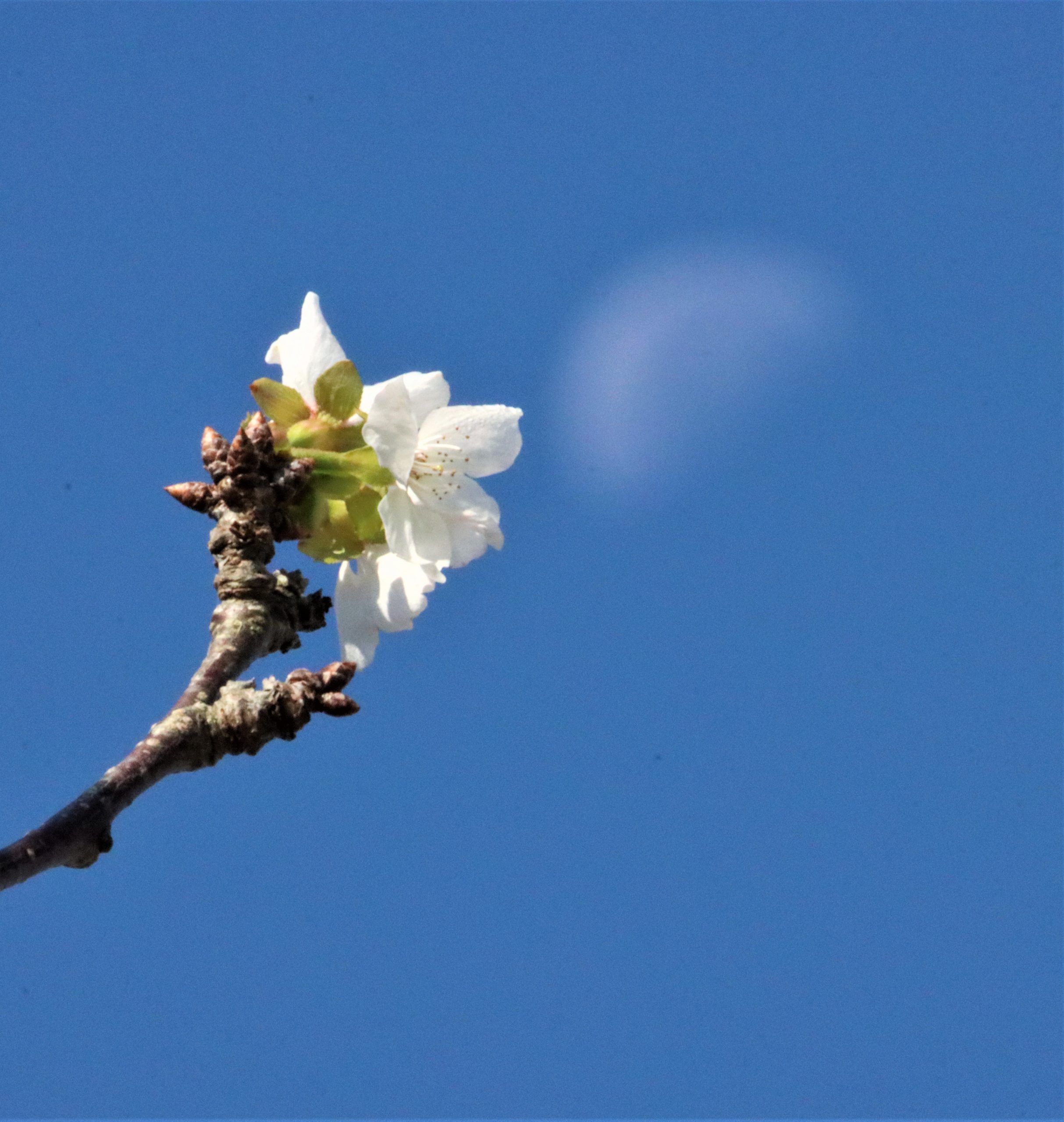 秋空に映える 白い月と桜 風情あるなぁ 丹波新聞