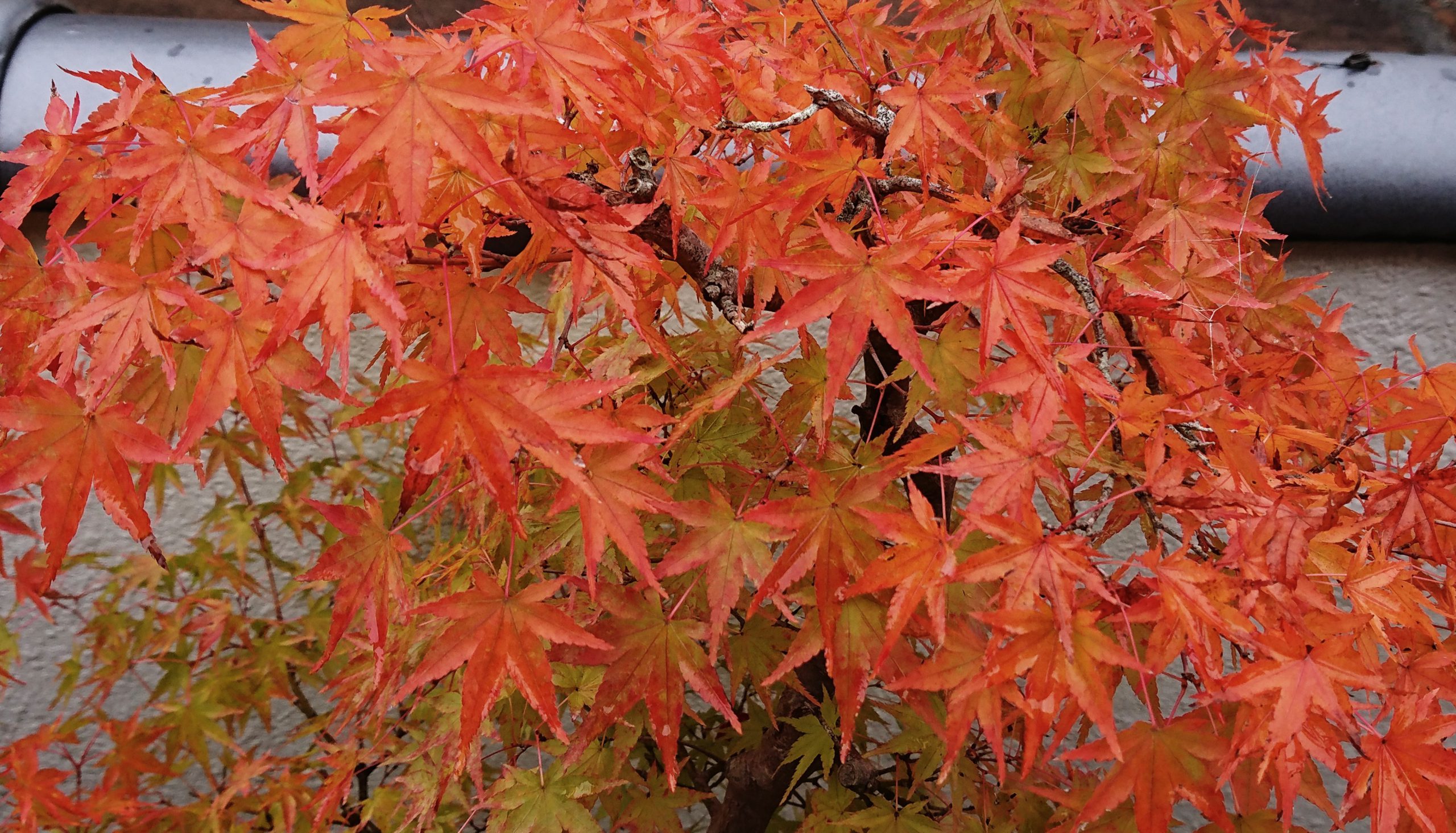 私の好きな紅葉 黄葉 亡き父の盆栽 丹波新聞