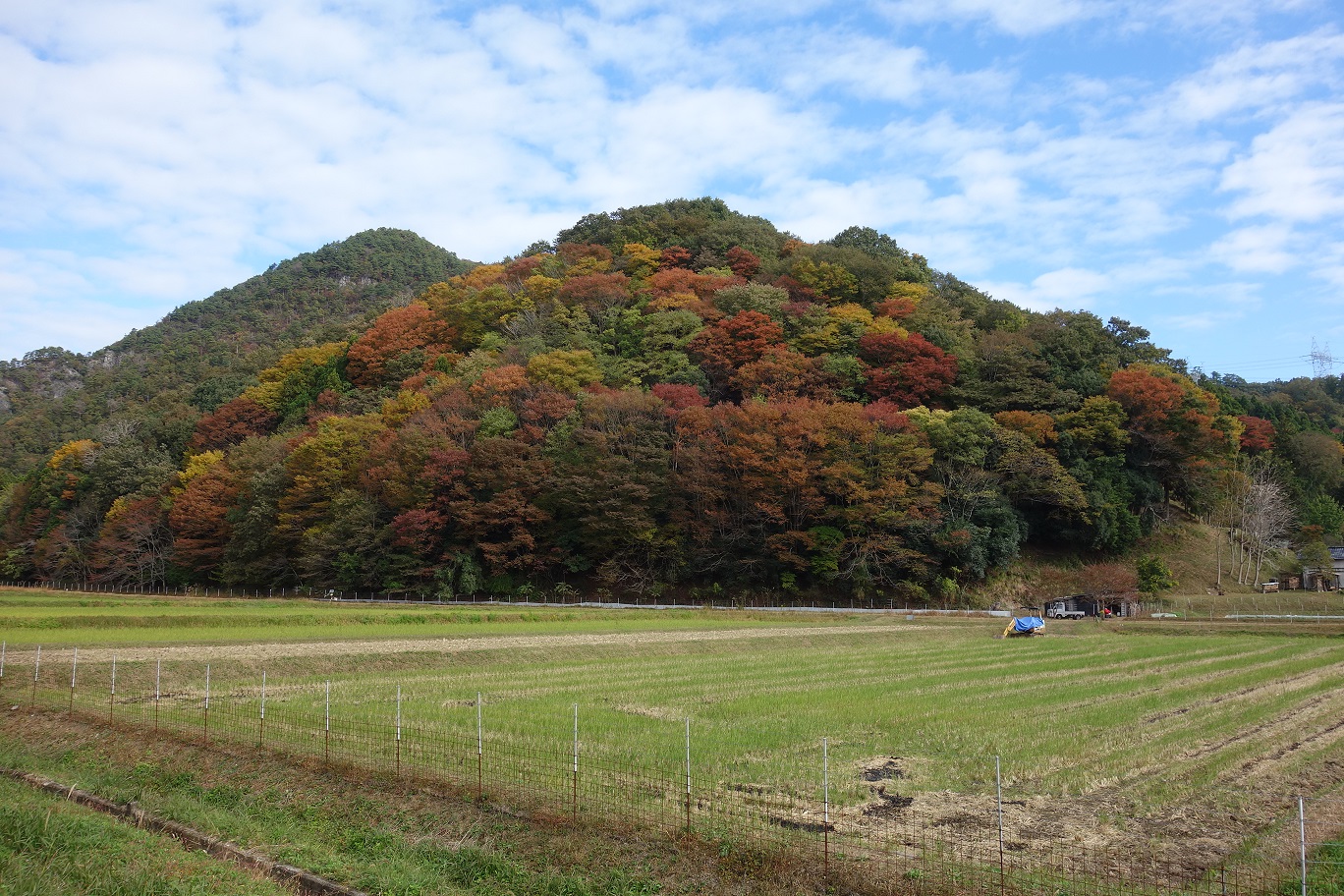 私の好きな紅葉 黄葉 カスリの着物のよう 丹波新聞