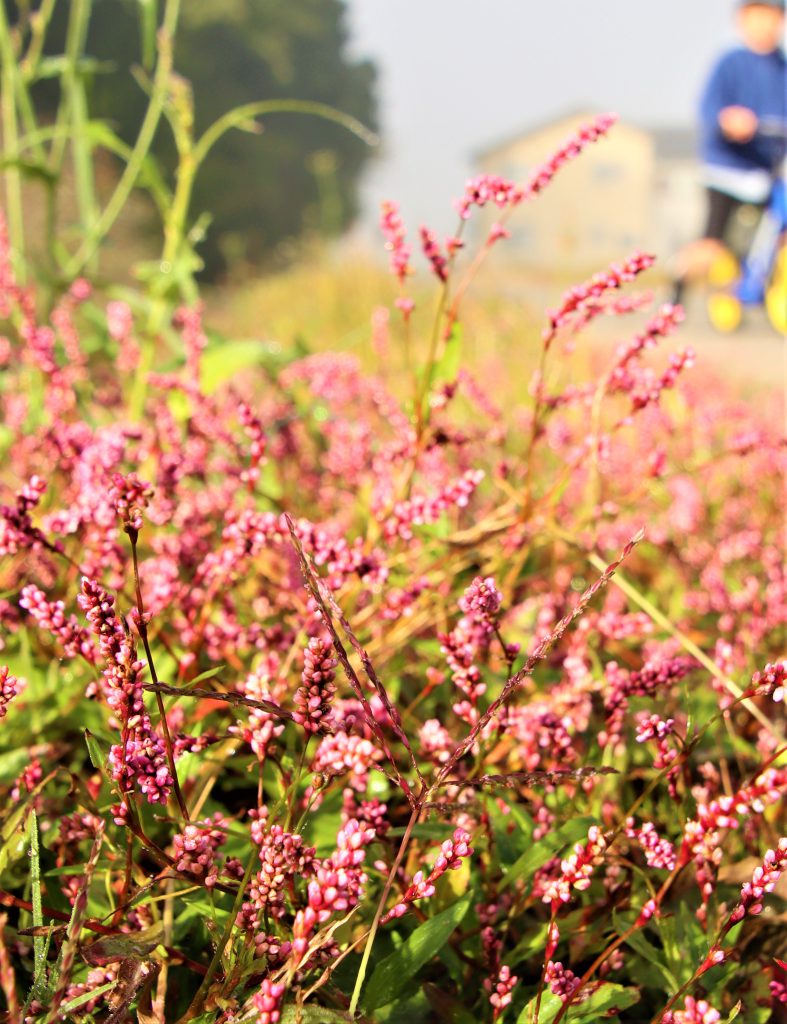 最後の輝き 鮮やかな紅色 イヌタデ 冬前の野辺に彩り 丹波新聞