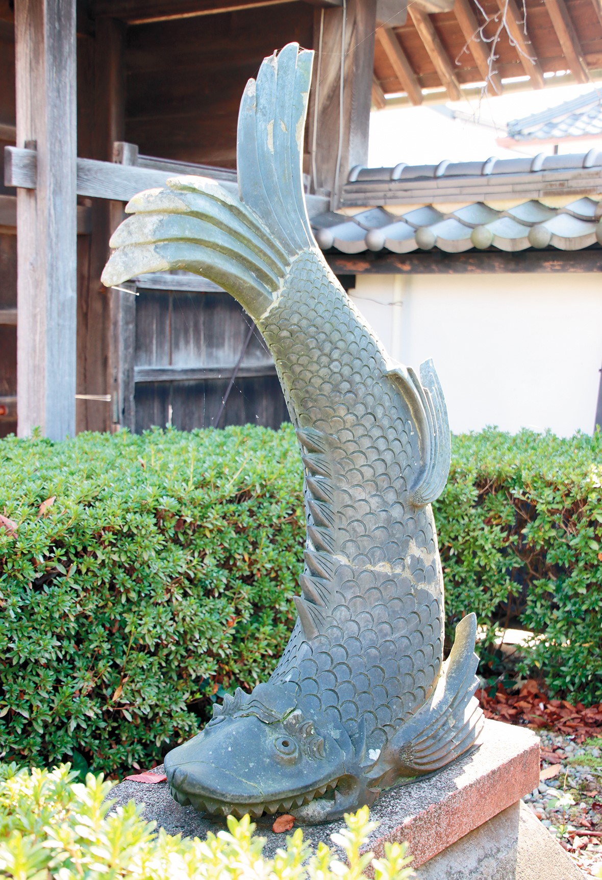 生垣からニョッキリ 謎のシャチホコの正体は 篠山城で使われた