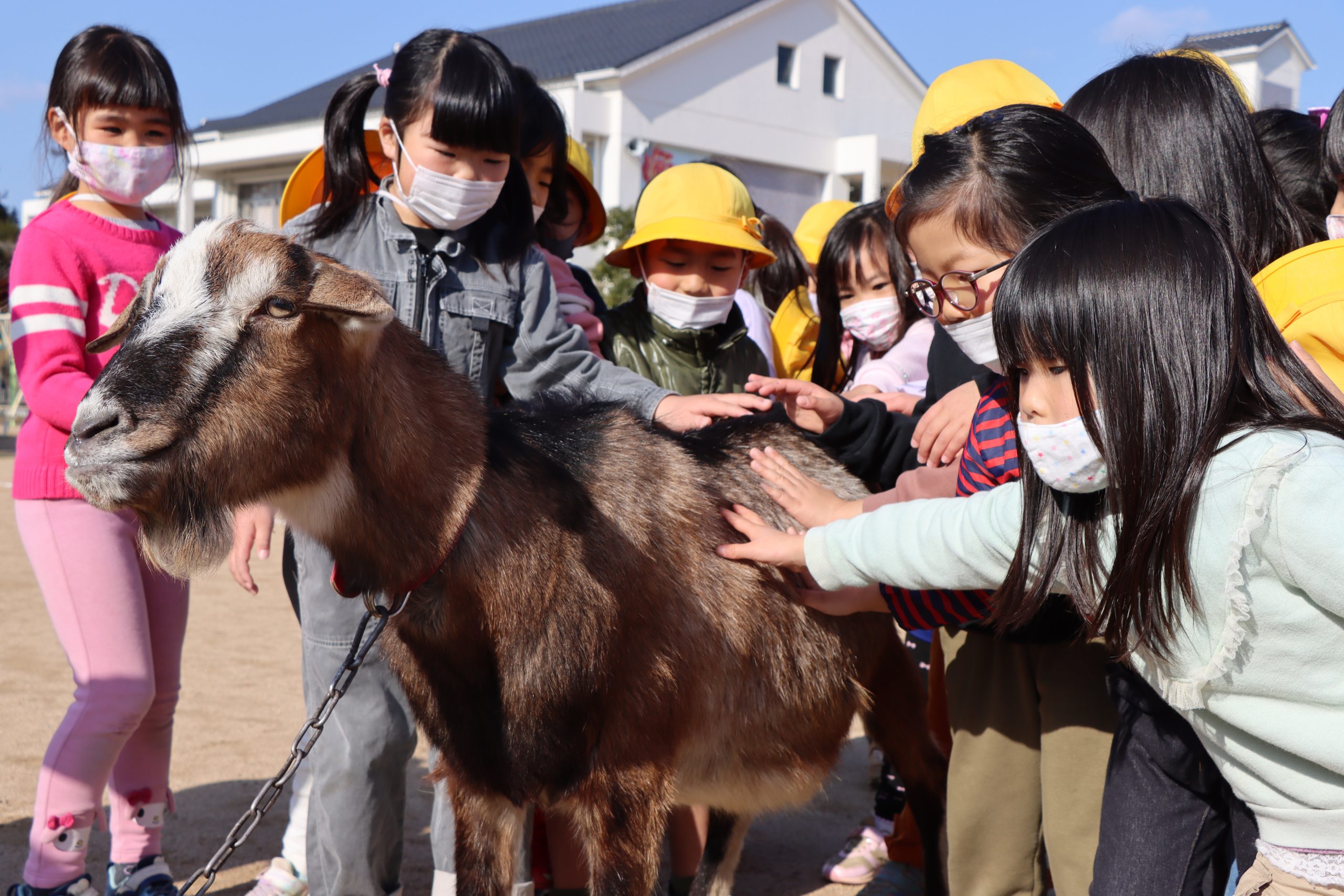 あったかーい 小学校で ふれあい動物園 ぬくもり感じ 命 学ぶ 丹波新聞