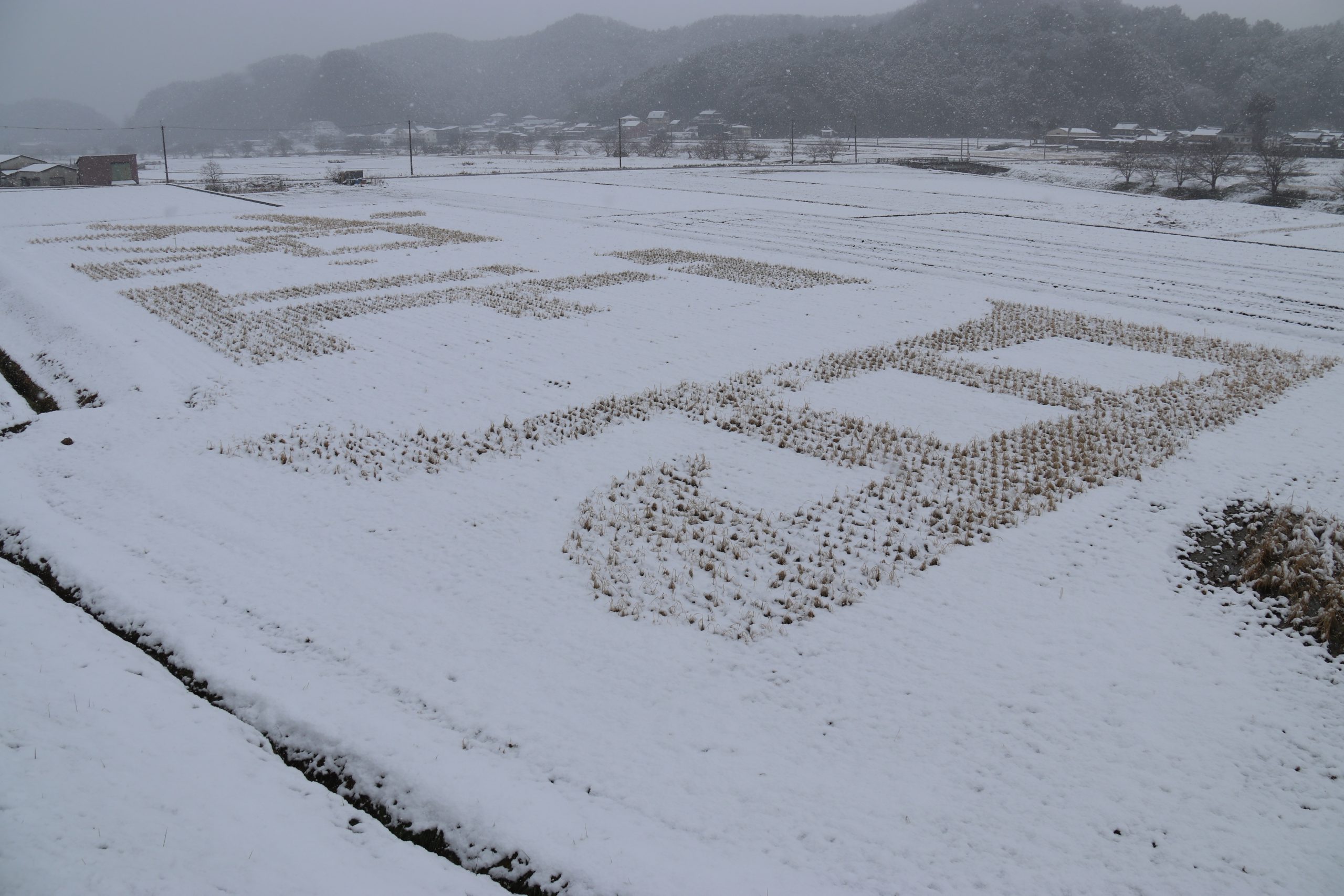 雪に浮かぶ「正月」 田んぼで「ひこばえアート」 雪積もり文字くっきり