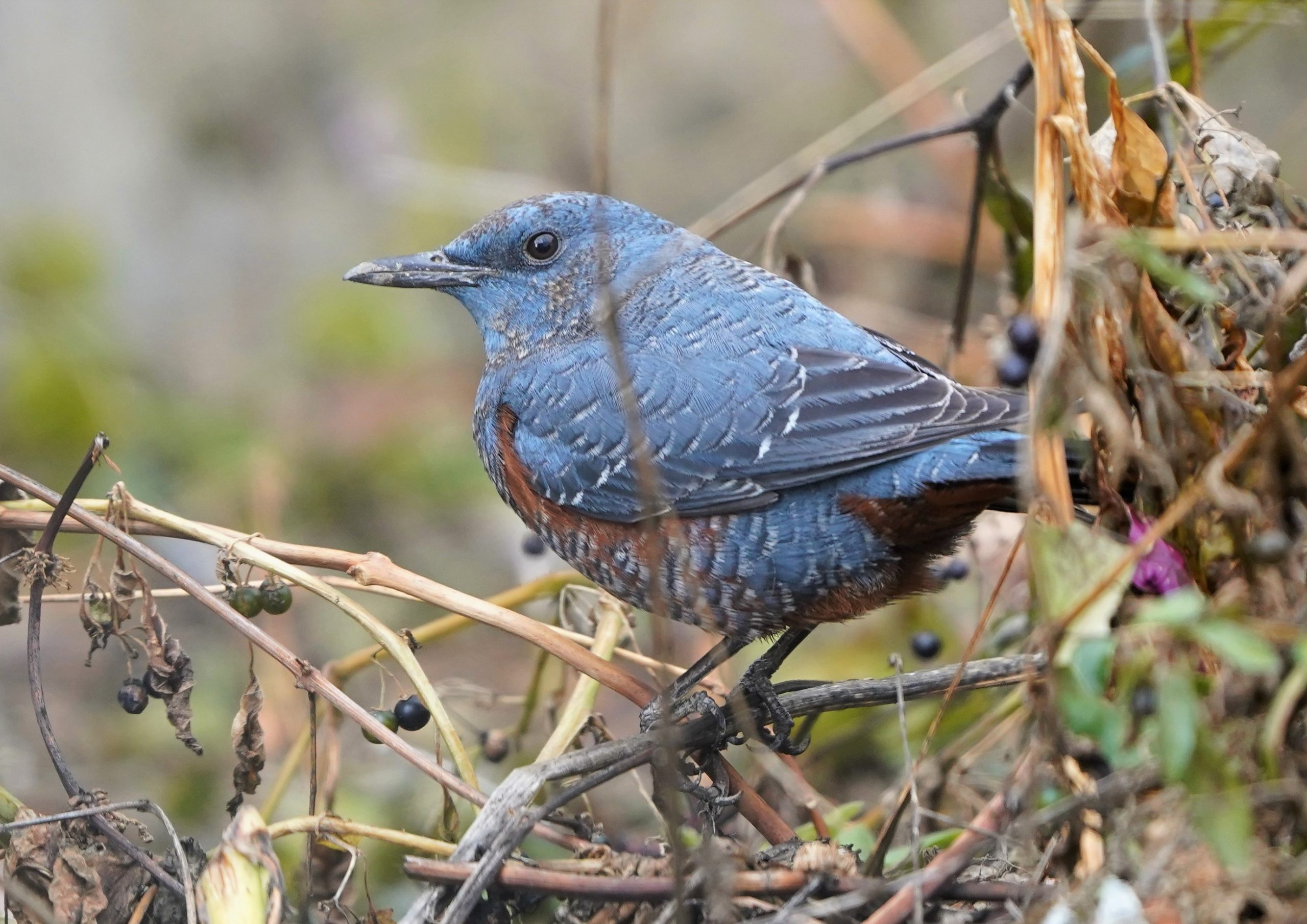 間もなくカップルに 春の足音近づく イソヒヨドリせわしなく 丹波新聞