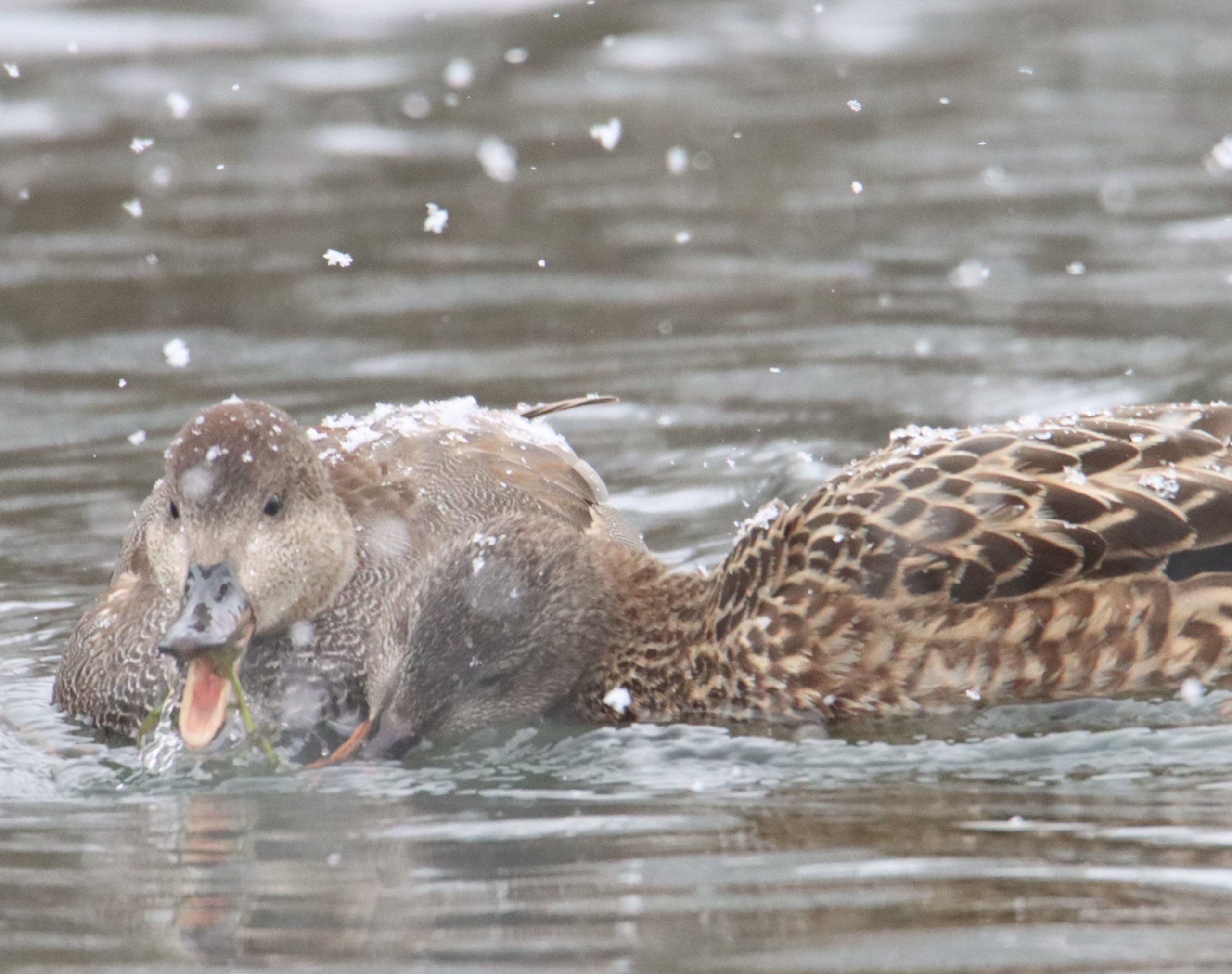 雪を載せて 冬鳥たちが”寒中水泳” 降雪の中で食べ物探す 「寒いやろなぁ」