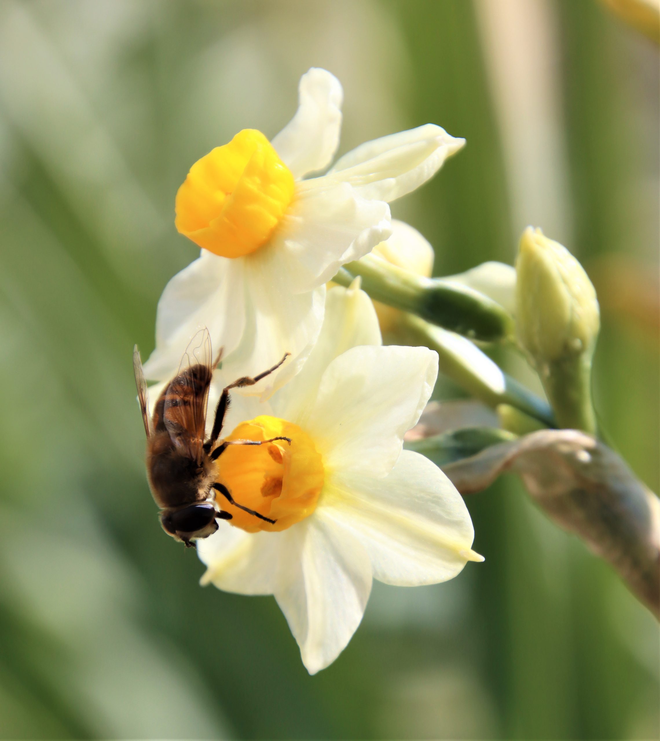 お仕事再開 開花したスイセンにナミハナアブ せっせと蜜や花粉食べ 丹波新聞 お仕事再開 開花したスイセンにナミハナアブ せっせと蜜や花粉食べ 丹波新聞