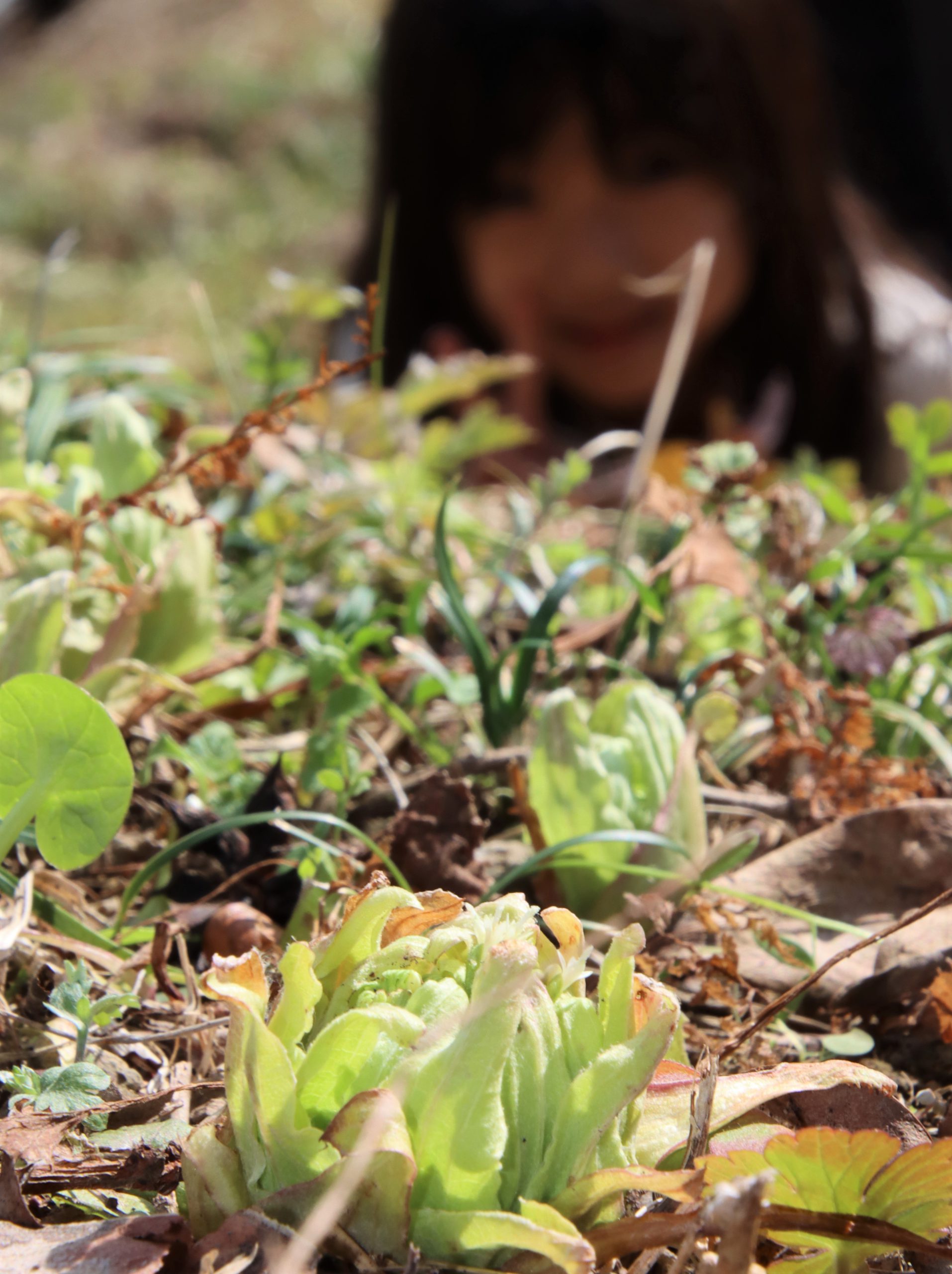 春」見っけ 里山に「フキノトウ」芽吹く 2月4日は「立春」 - 丹波新聞