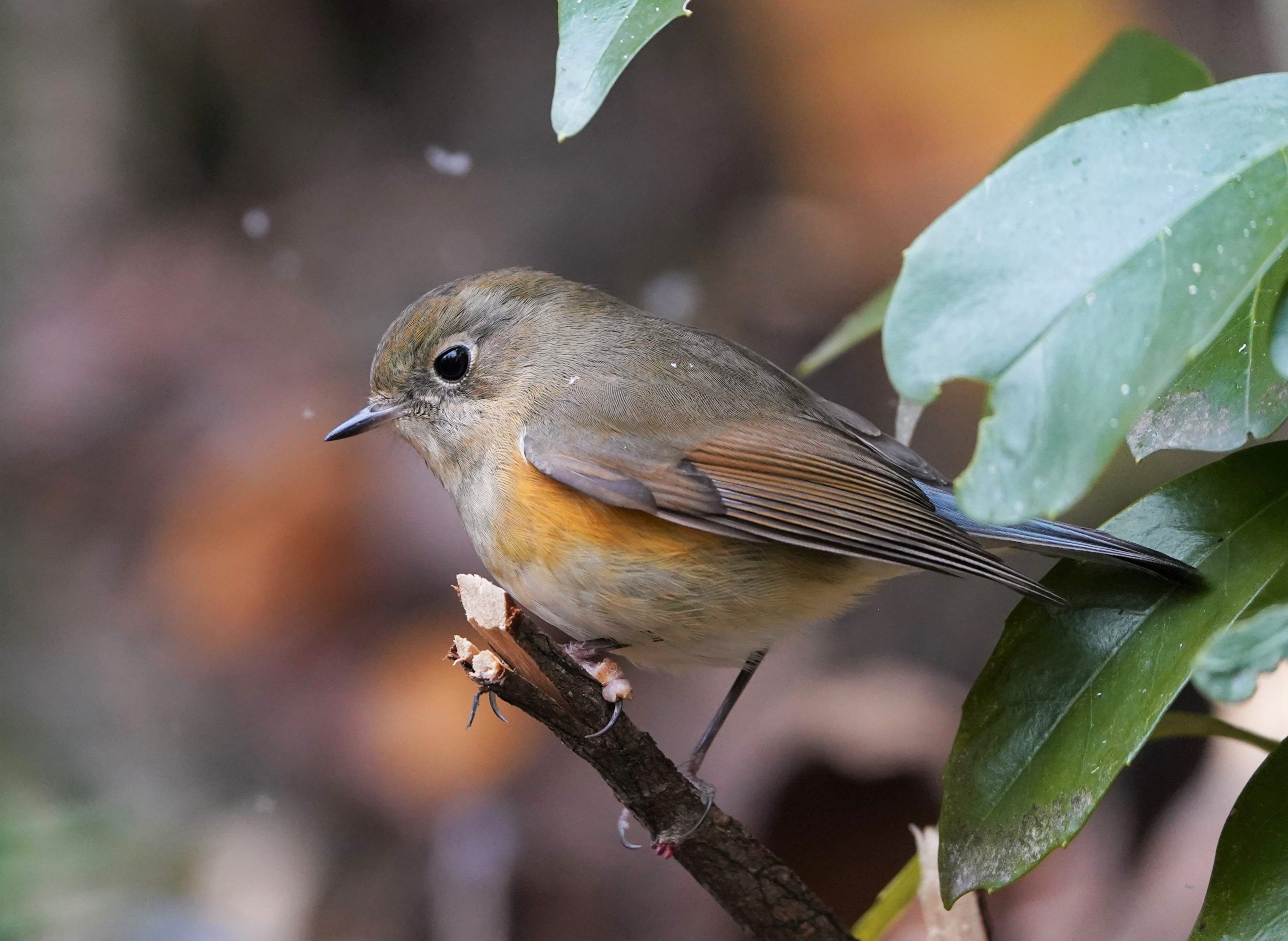 山鳥のカラビナ ルリビタキ ♂