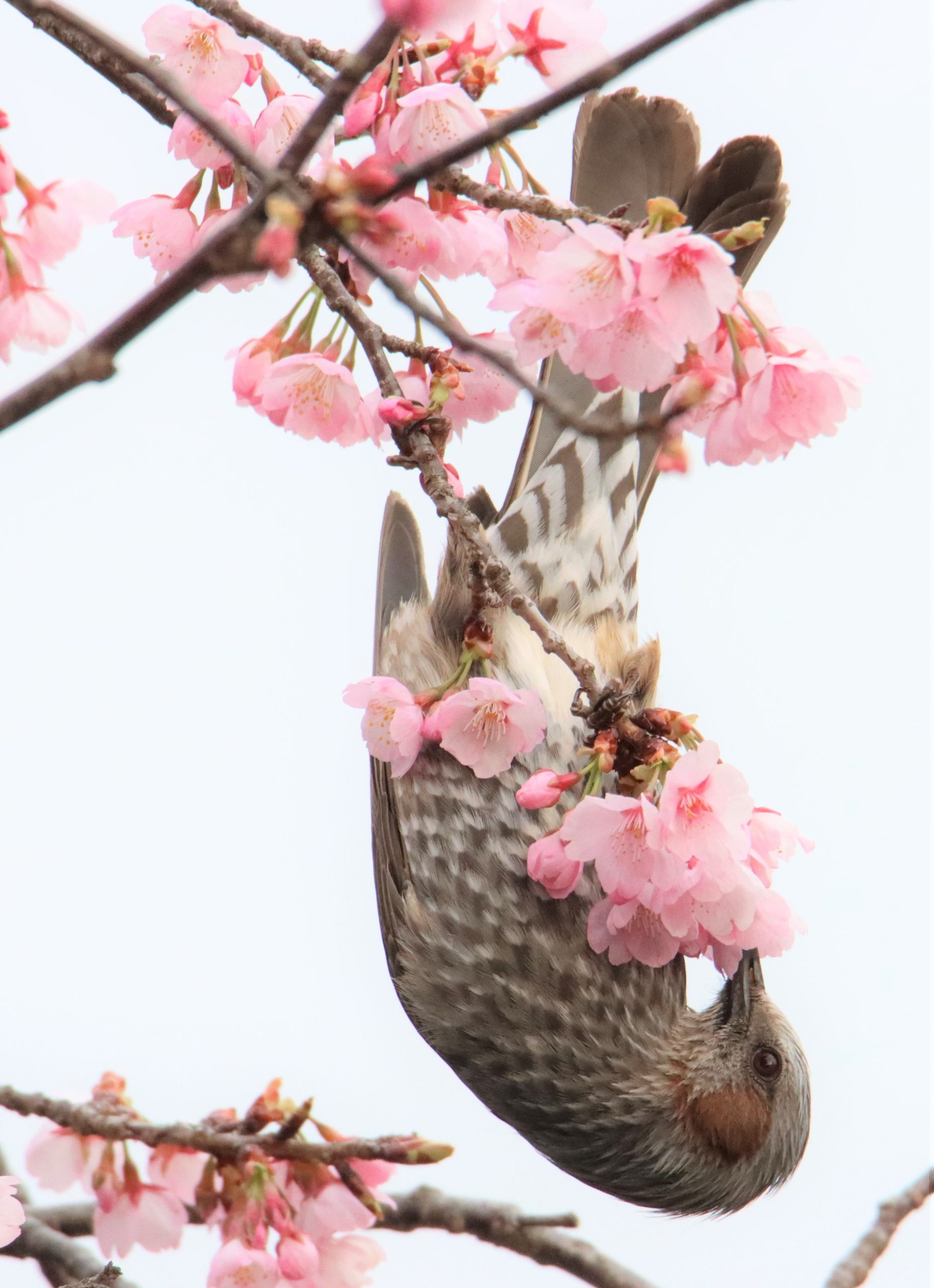 まるで曲芸 満開の寒桜にヒヨドリ 野鳥にとっては 春の楽園 丹波新聞