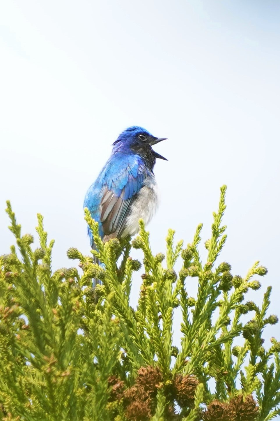 幸せの青い鳥 夏鳥オオルリ飛来 木のてっぺんで存在感 - 丹波新聞