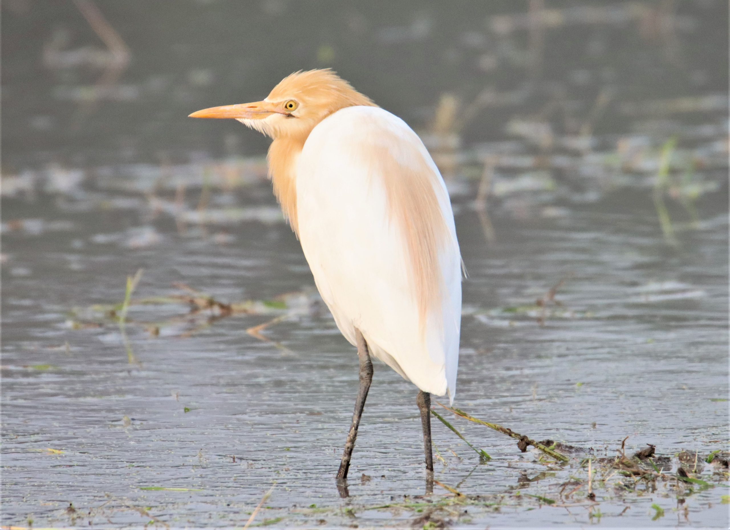 恋の亜麻色 夏鳥の アマサギ 飛来 水田でエサついばむ あまいろの 丹波新聞