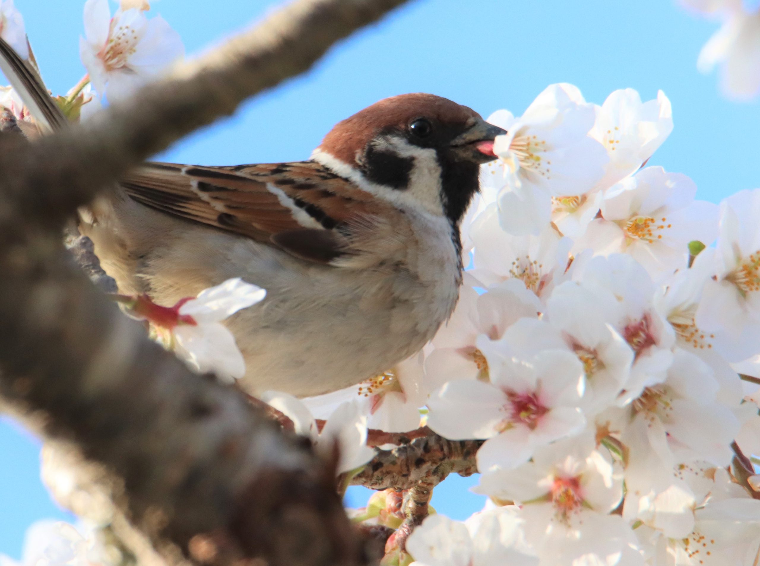 盗蜜中です スズメが桜の花ちぎる 太く短いくちばしで 丹波新聞