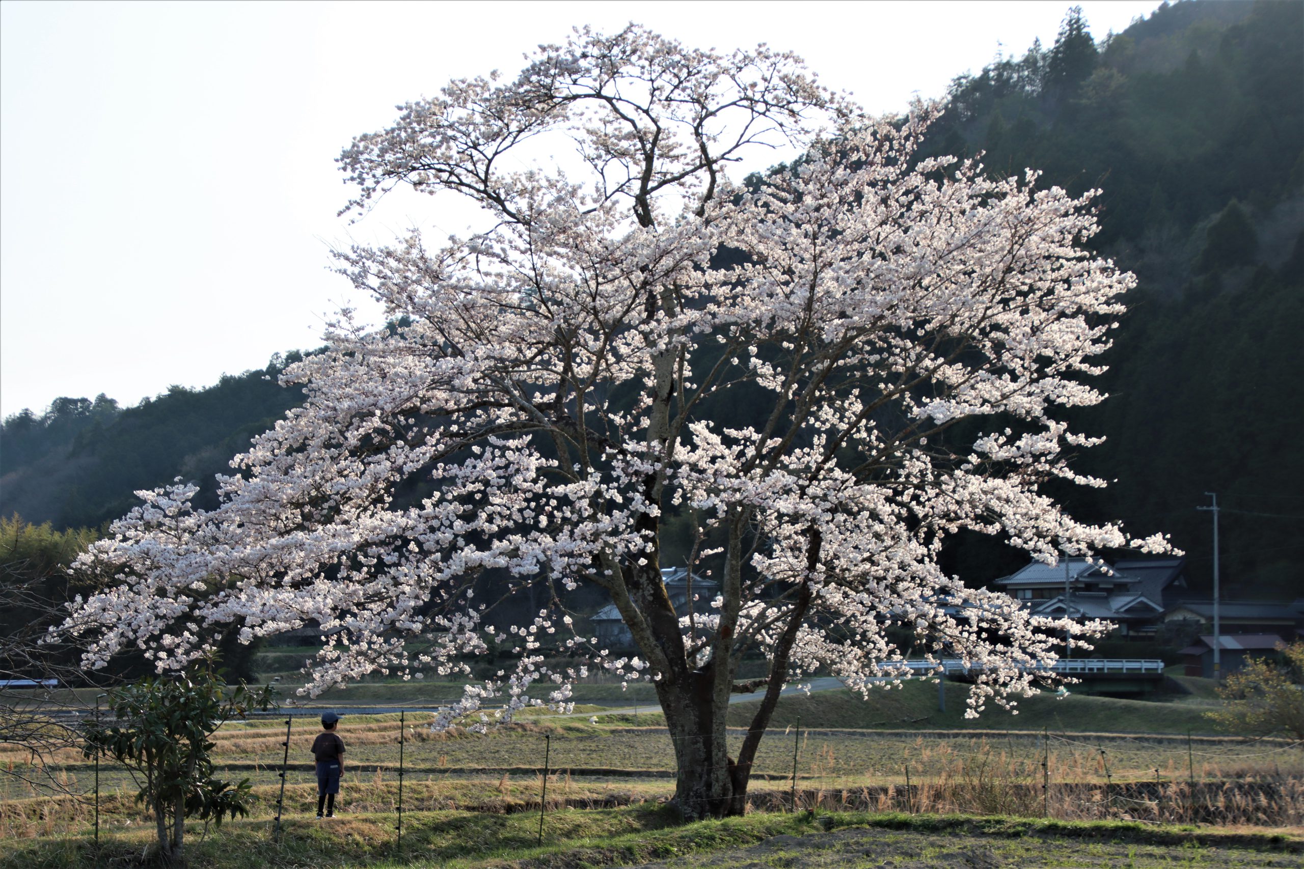 見てますか 聖地 の桜 三浦春馬さん出演の映画に登場 シンボルツリー 治療 へてなお生命力 丹波新聞