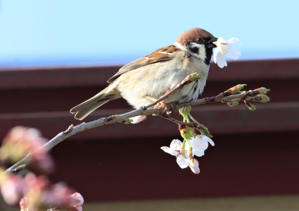 がくごと桜散る 犯人 はスズメ 蜜狙ってちぎる 密かなかわいい 犯行 丹波新聞