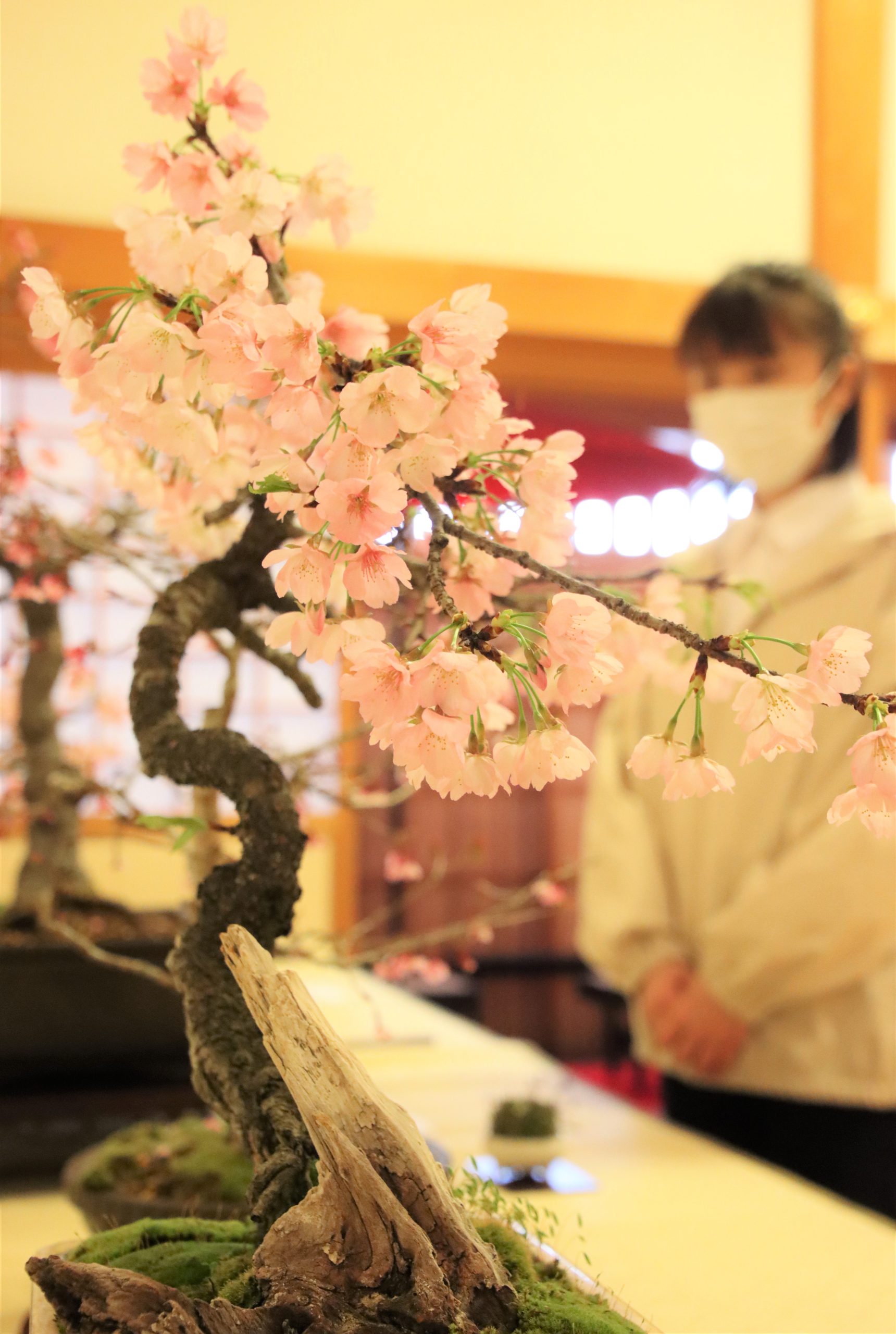 満開の 盆桜 小さな桜たち 盆桜展 開催中 たくさんの種類知って 丹波新聞