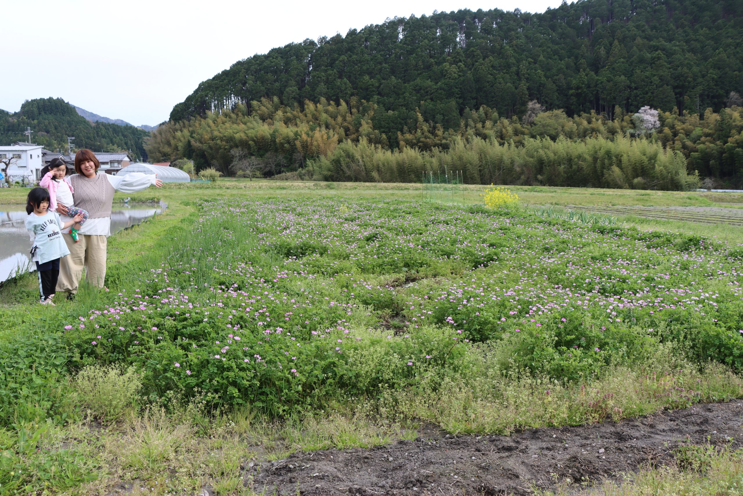 れんげ畑 旧保育園横にレンゲ畑 景観維持と緑肥で2度おいしい 26日から「れんげ