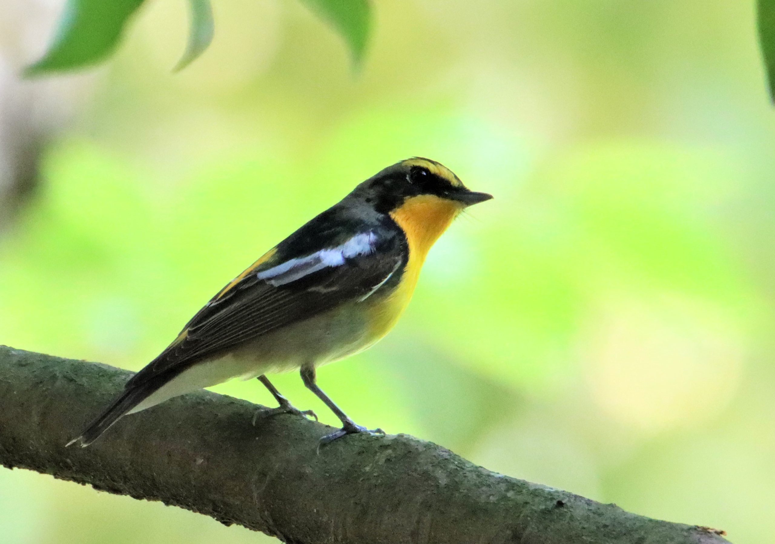 森のナルシスト 華やかな夏鳥「キビタキ」 5日は「立夏」 - 丹波新聞