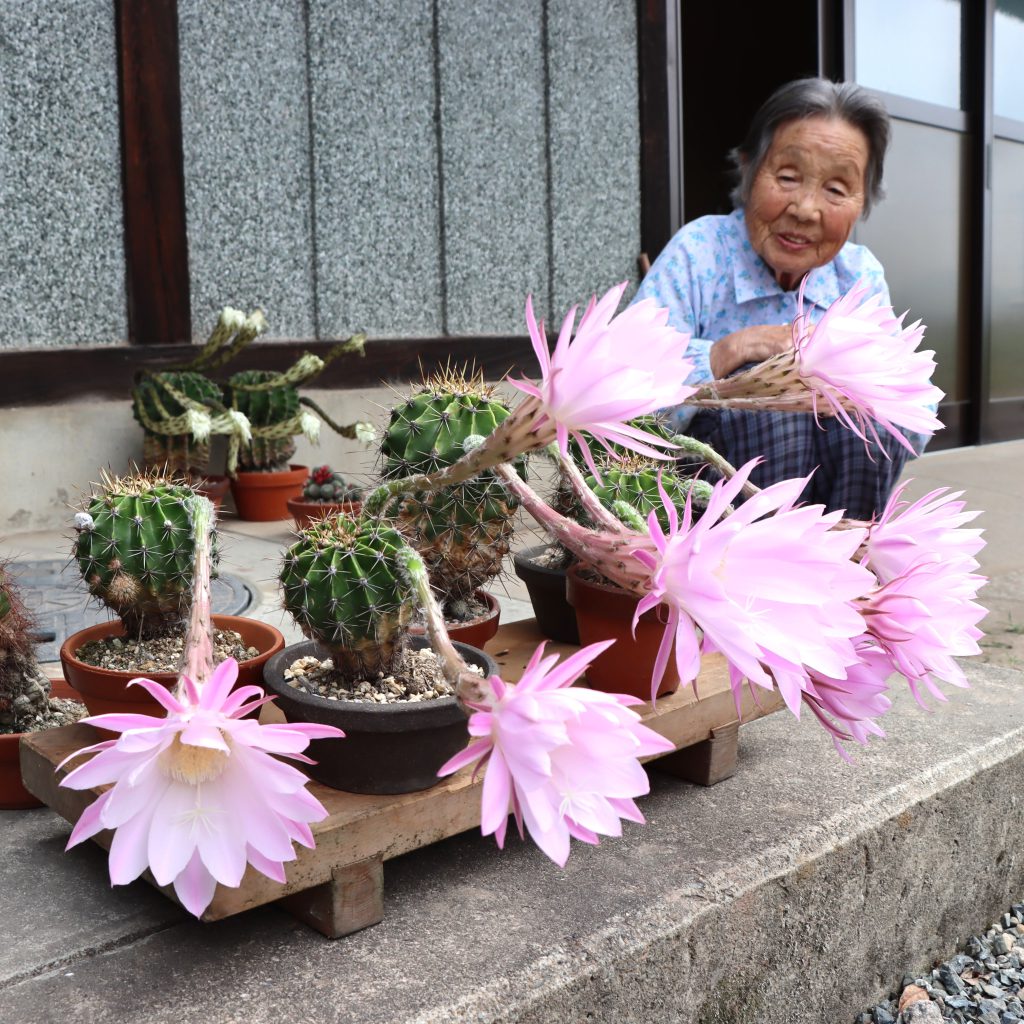 100歳の喜び 女性丹精のサボテン開花 ピンク色の大輪 一日だけ鮮やかに 丹波新聞