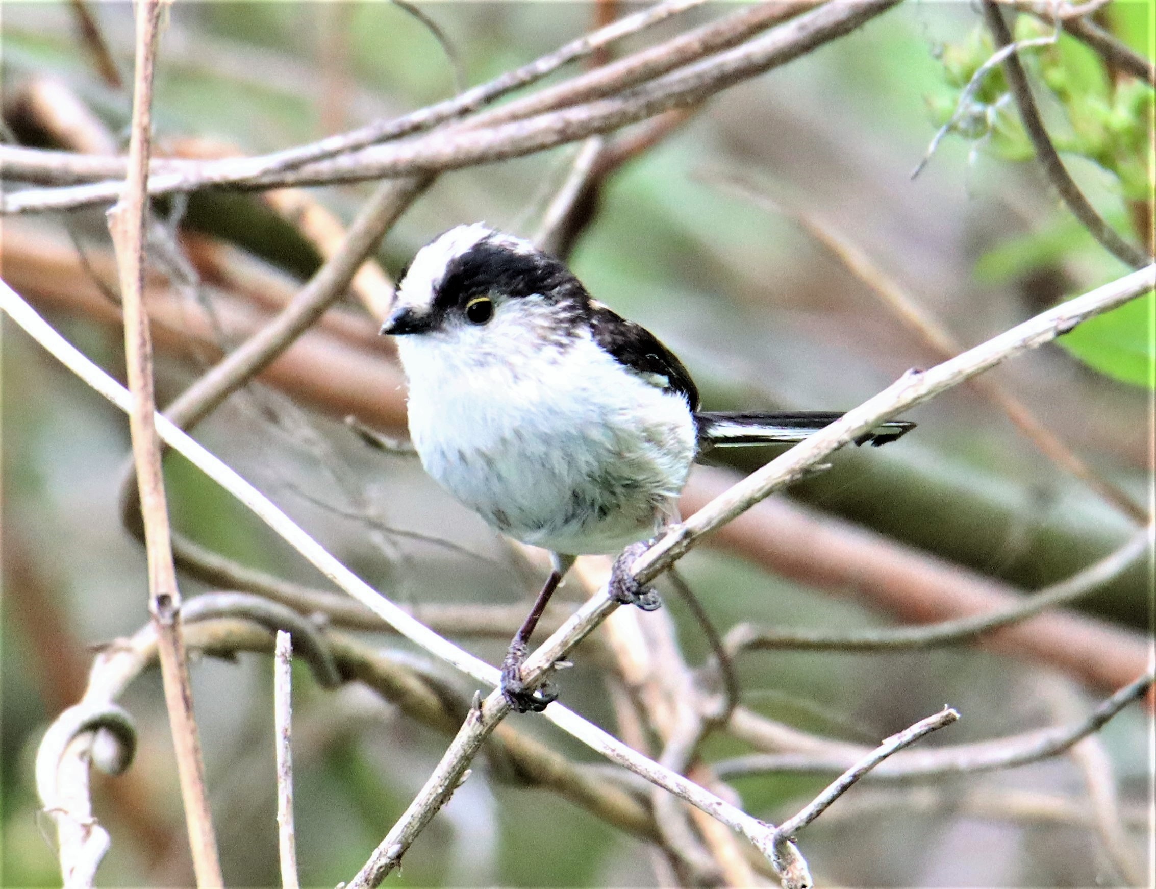 ふんわり 小さな野鳥 エナガ まるでぬいぐるみ 丹波新聞