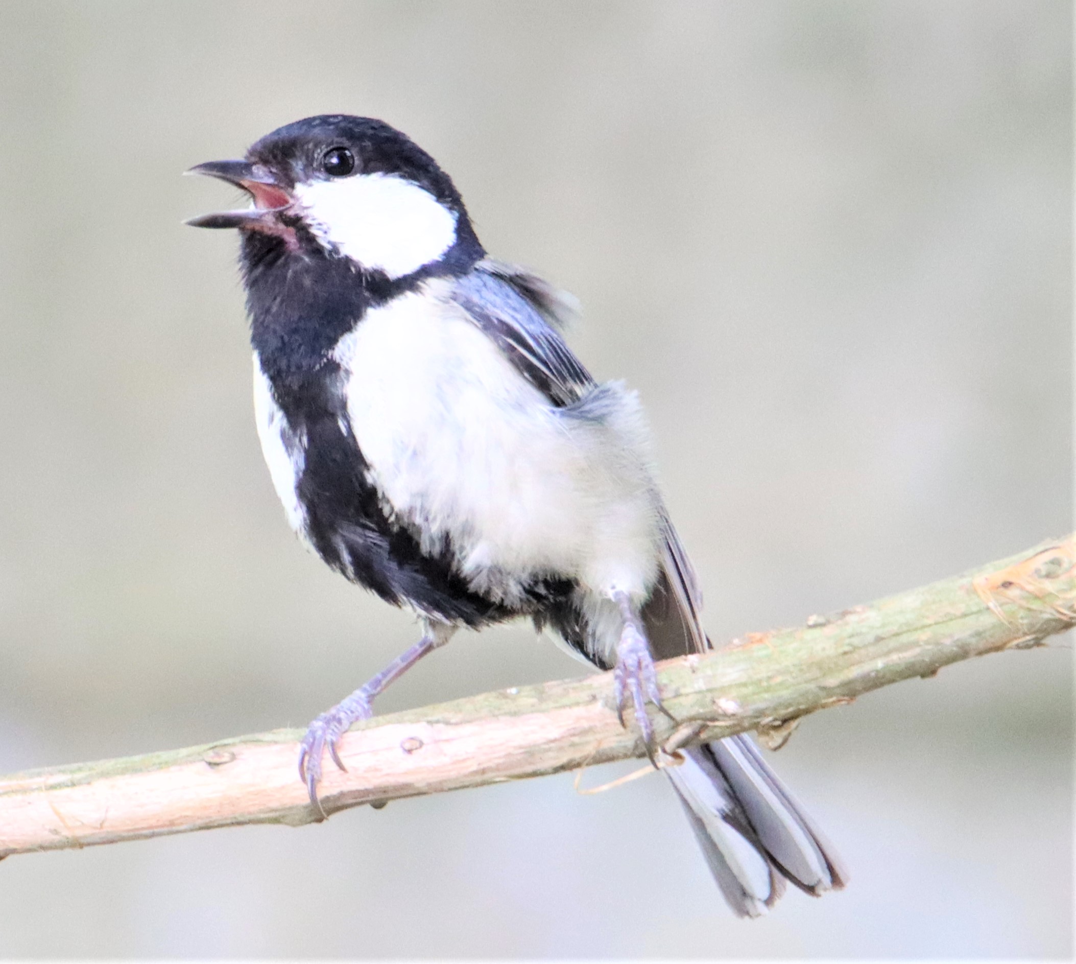 ツーピー せわしなくさえずる野鳥 シジュウカラ 黒ネクタイが特徴的 丹波新聞